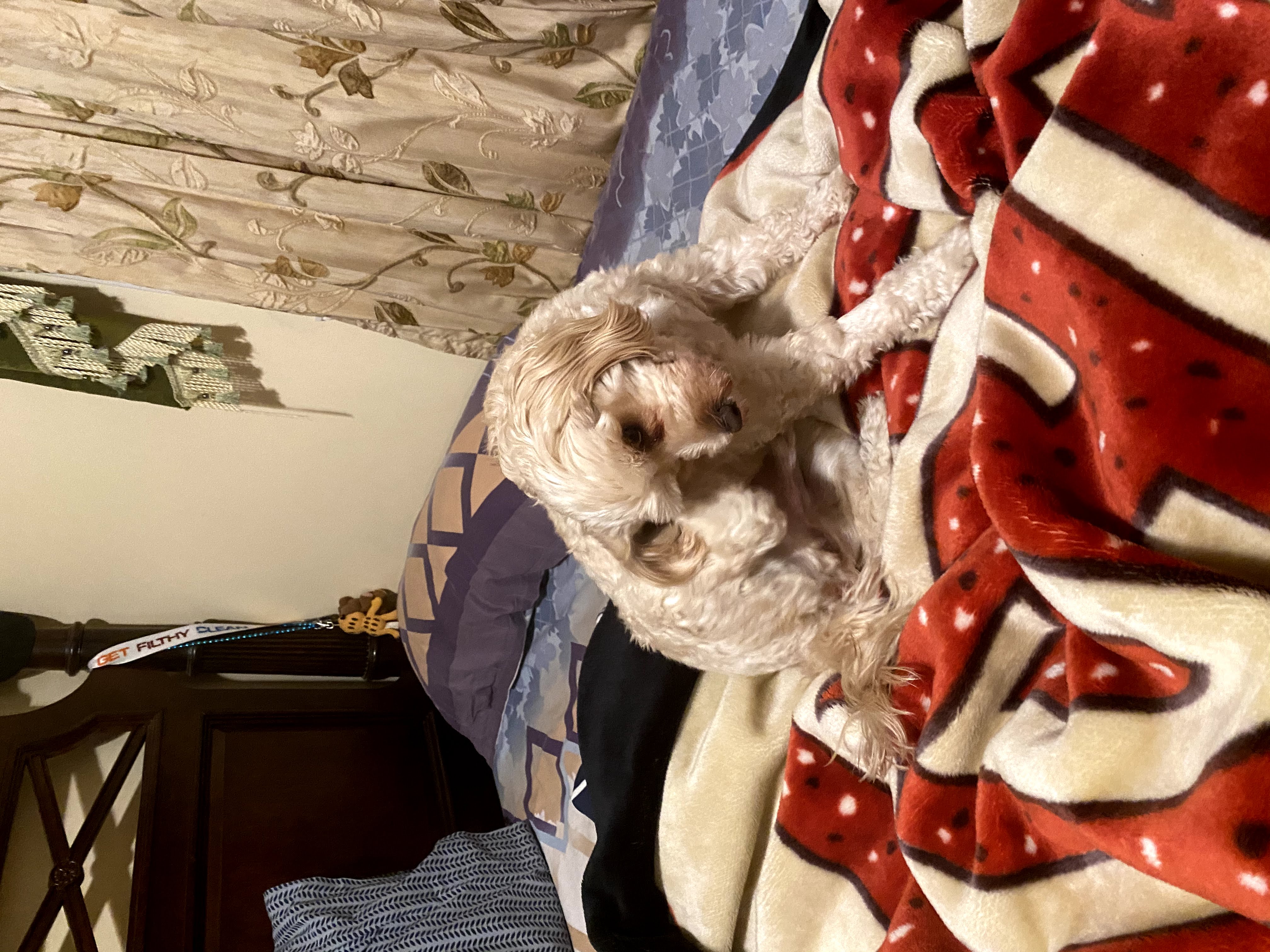 1779062539461 az2x7w IMG 5861