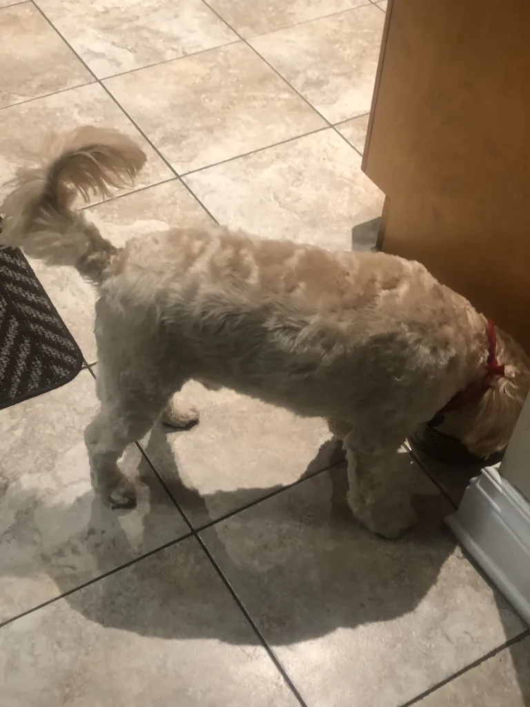 1779062611610 r94wji IMG 4964