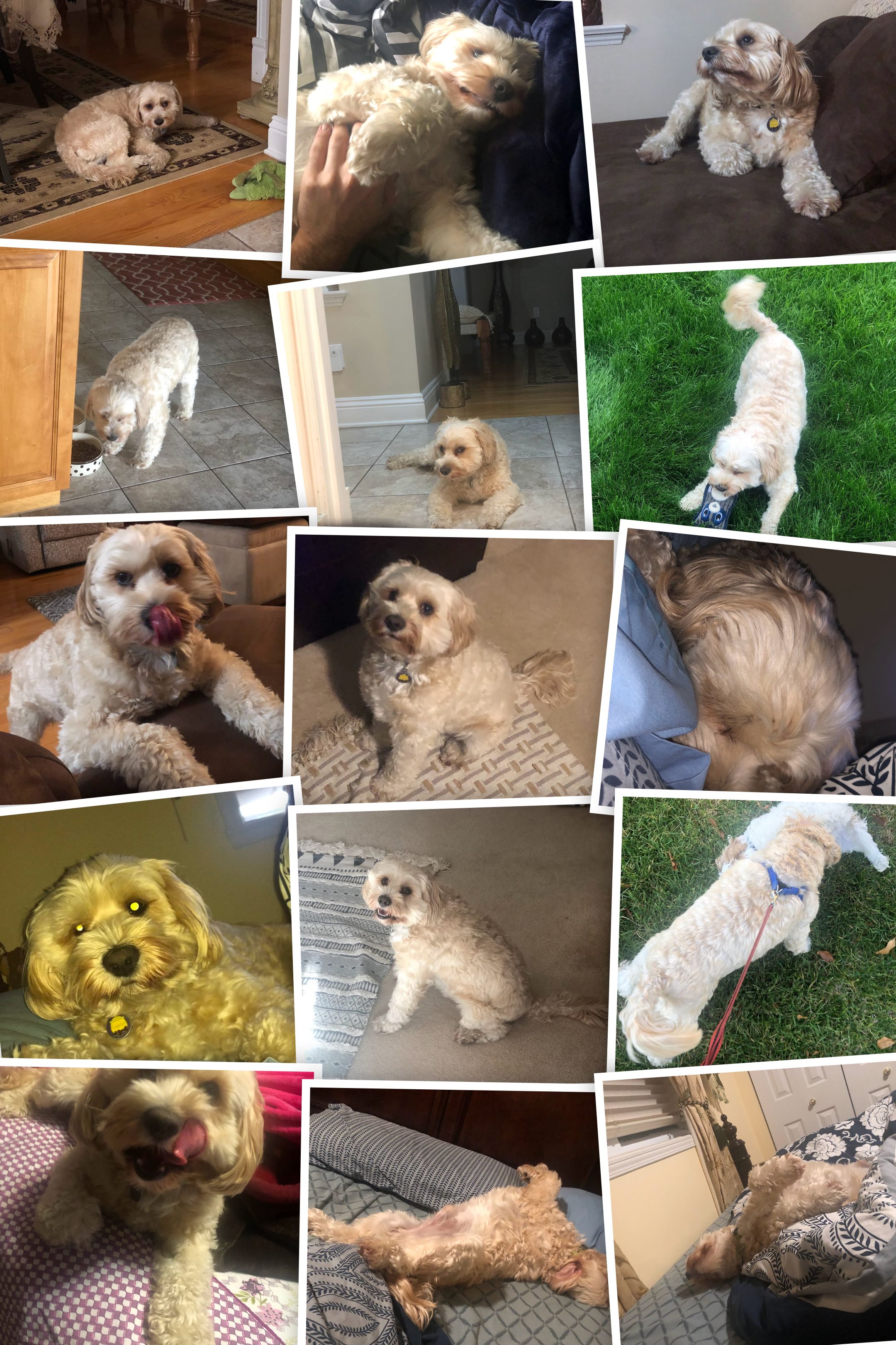 1779062633737 07chhj IMG 3795 COLLAGE