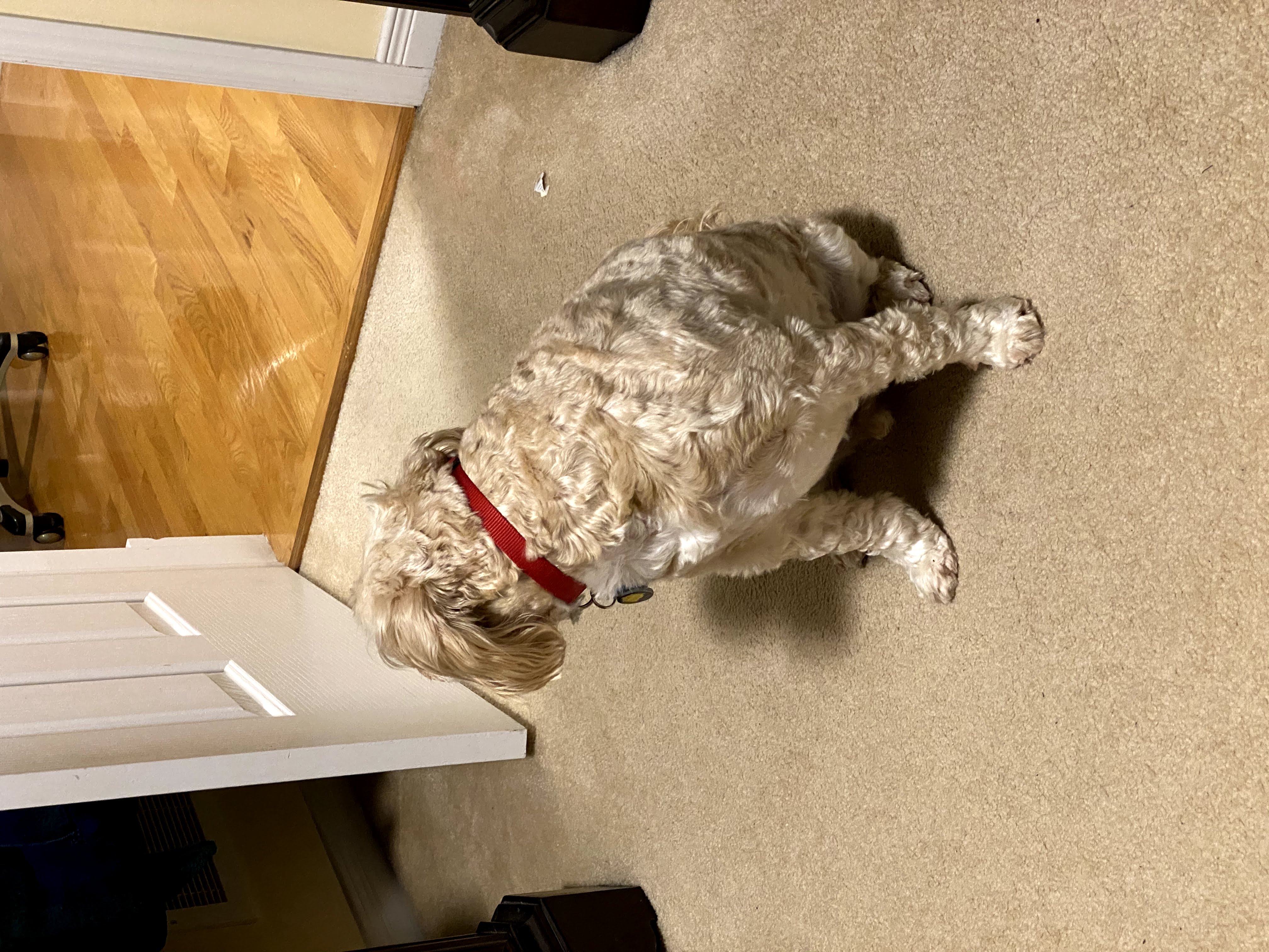 1779062806671 w6rc6r IMG 7104