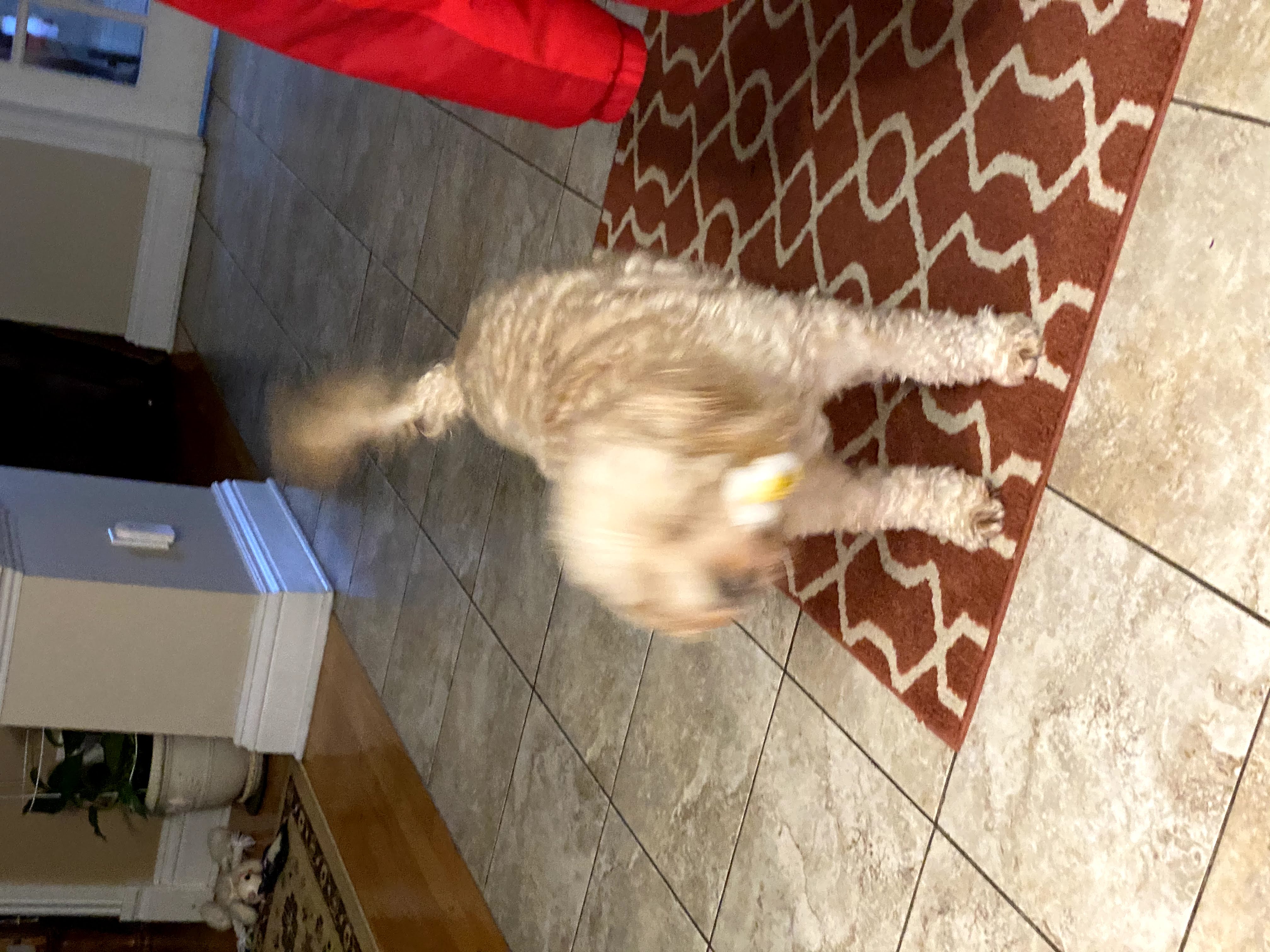 1779062823896 xahp6i IMG 6448