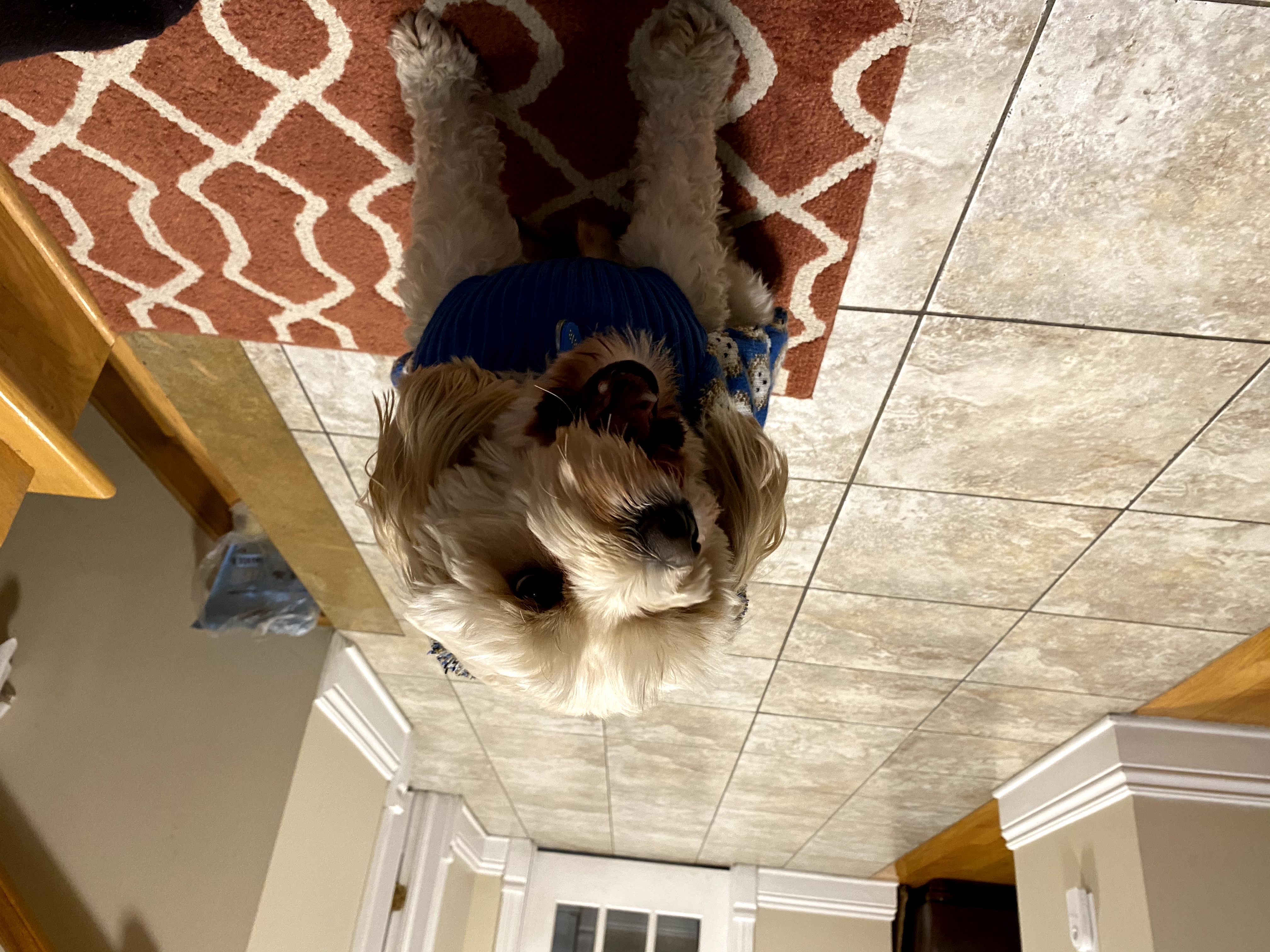 1779062826888 g3hdyx IMG 6386
