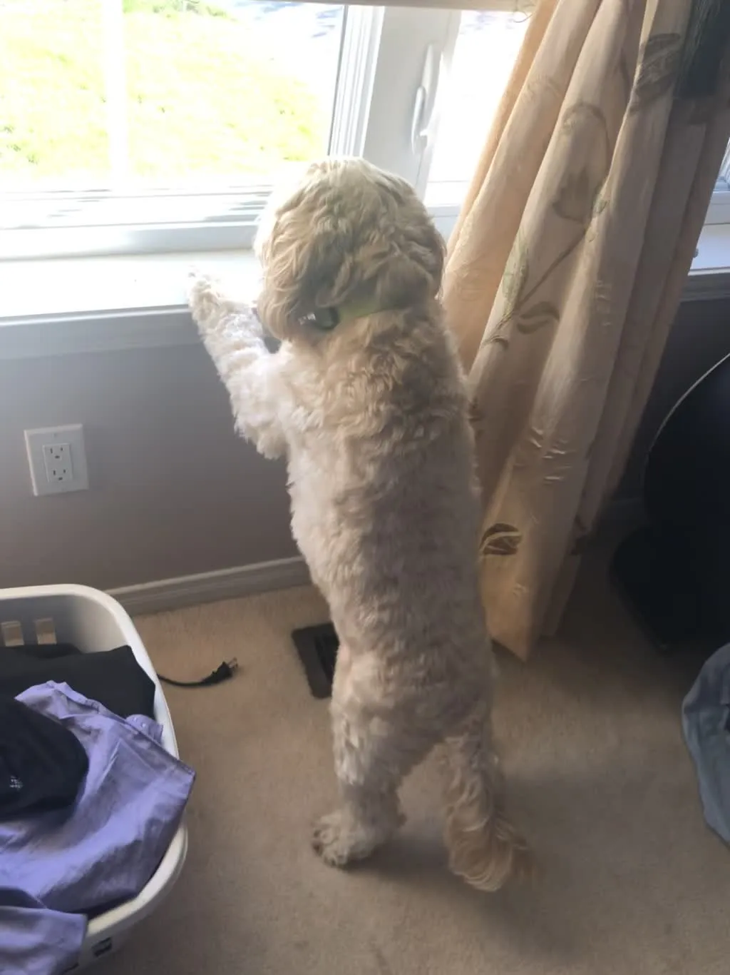 1779062857072 3ewoks IMG 9852