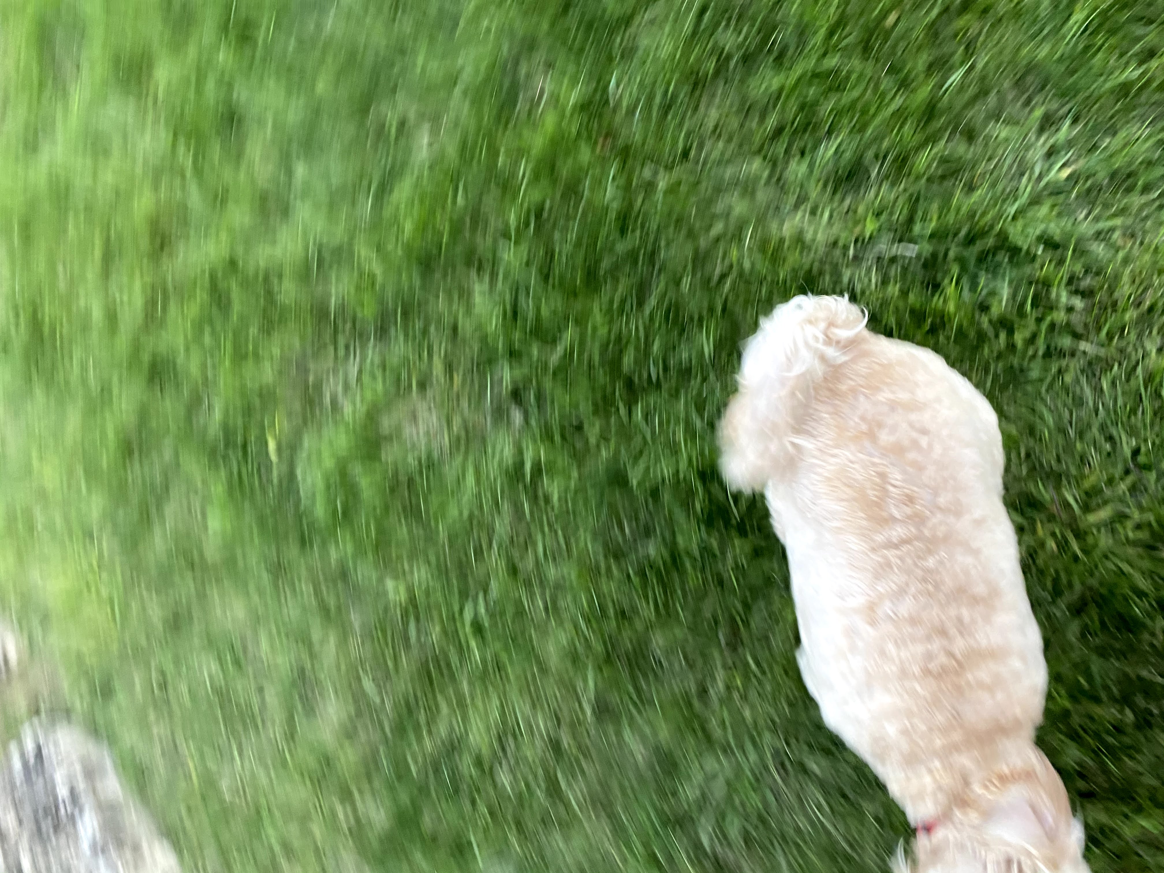 1779062946006 g8l6fx IMG 2899