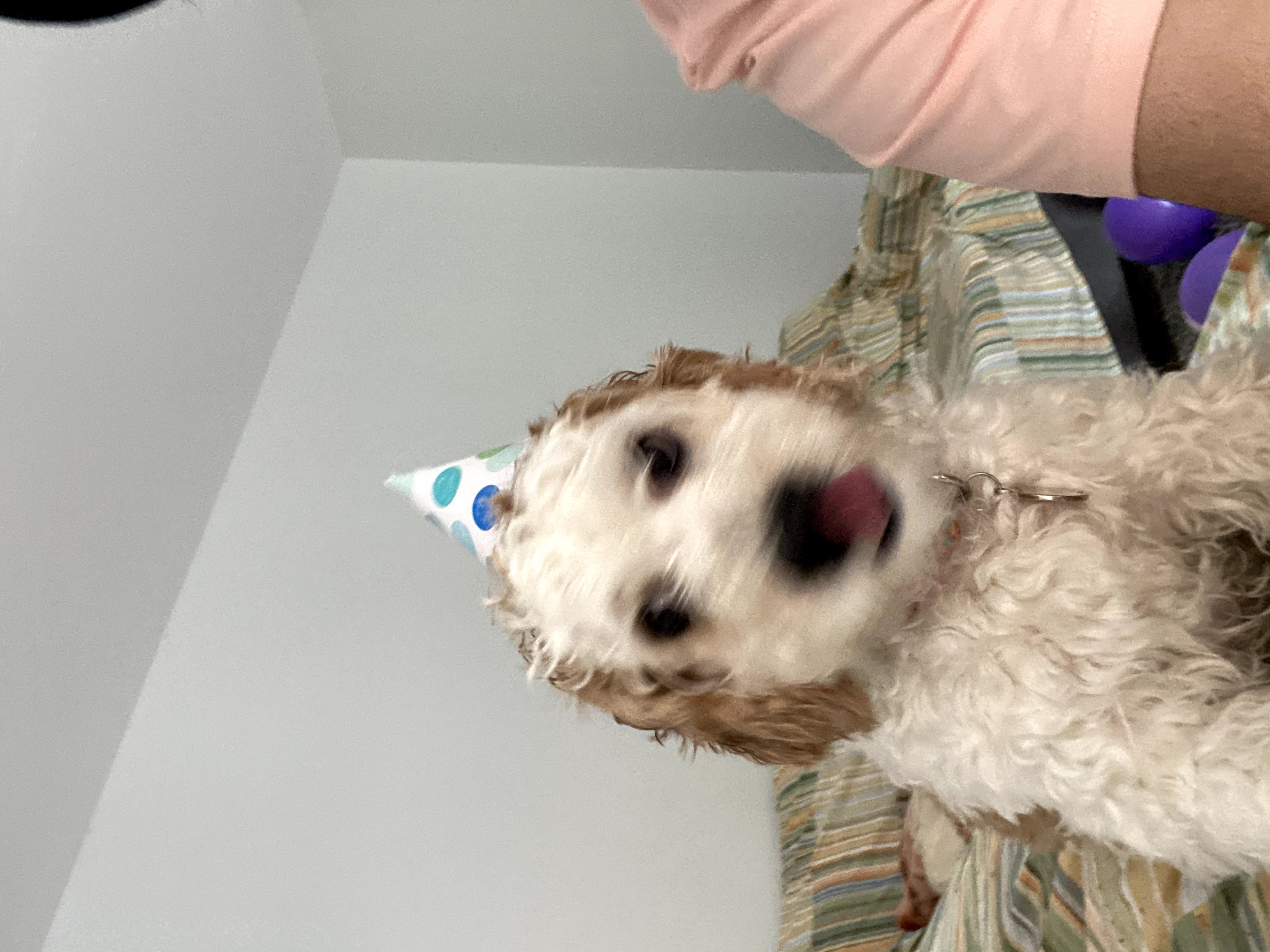 1779062967776 v9o8gi IMG 1870