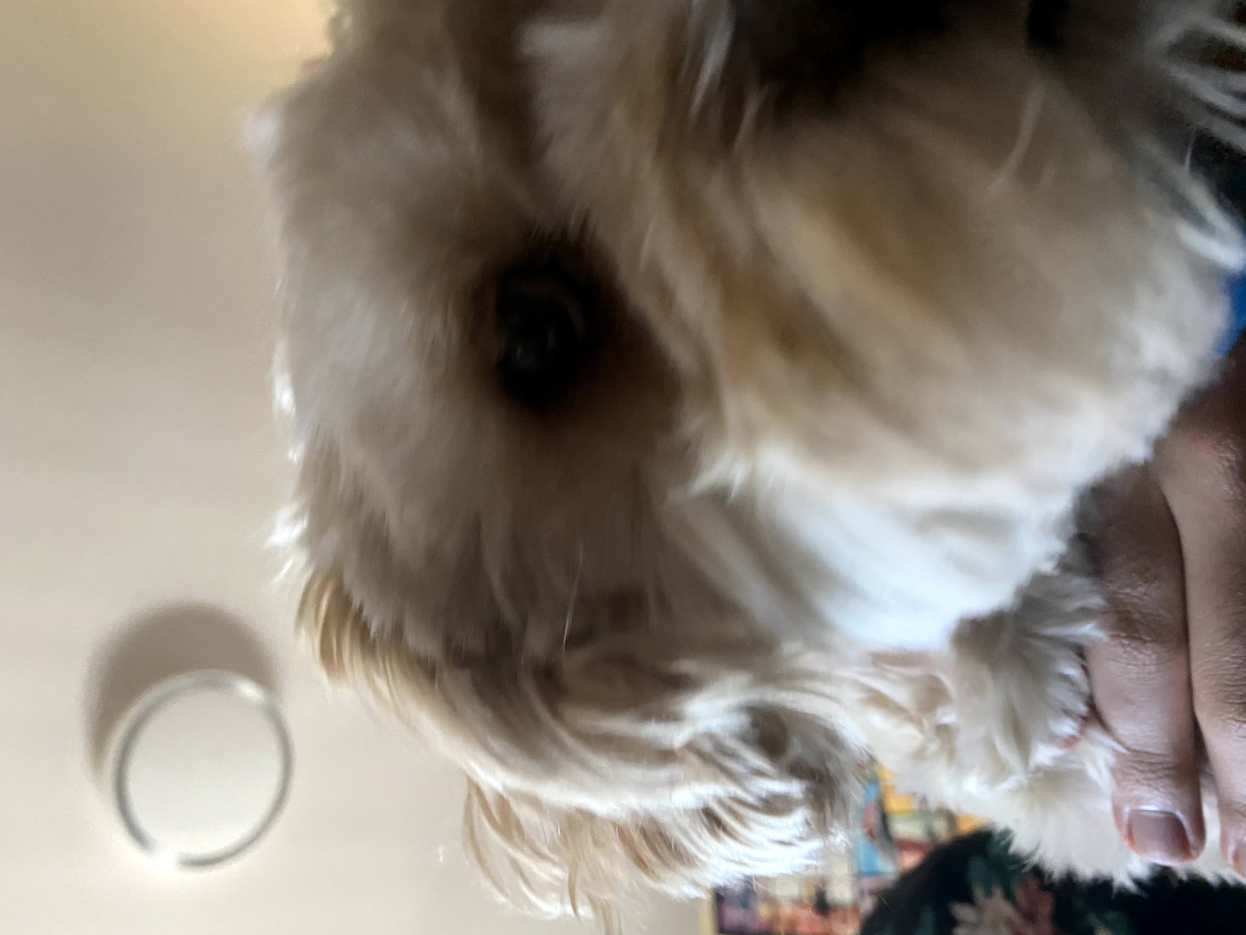 1779063009689 sgbzoo IMG 6136