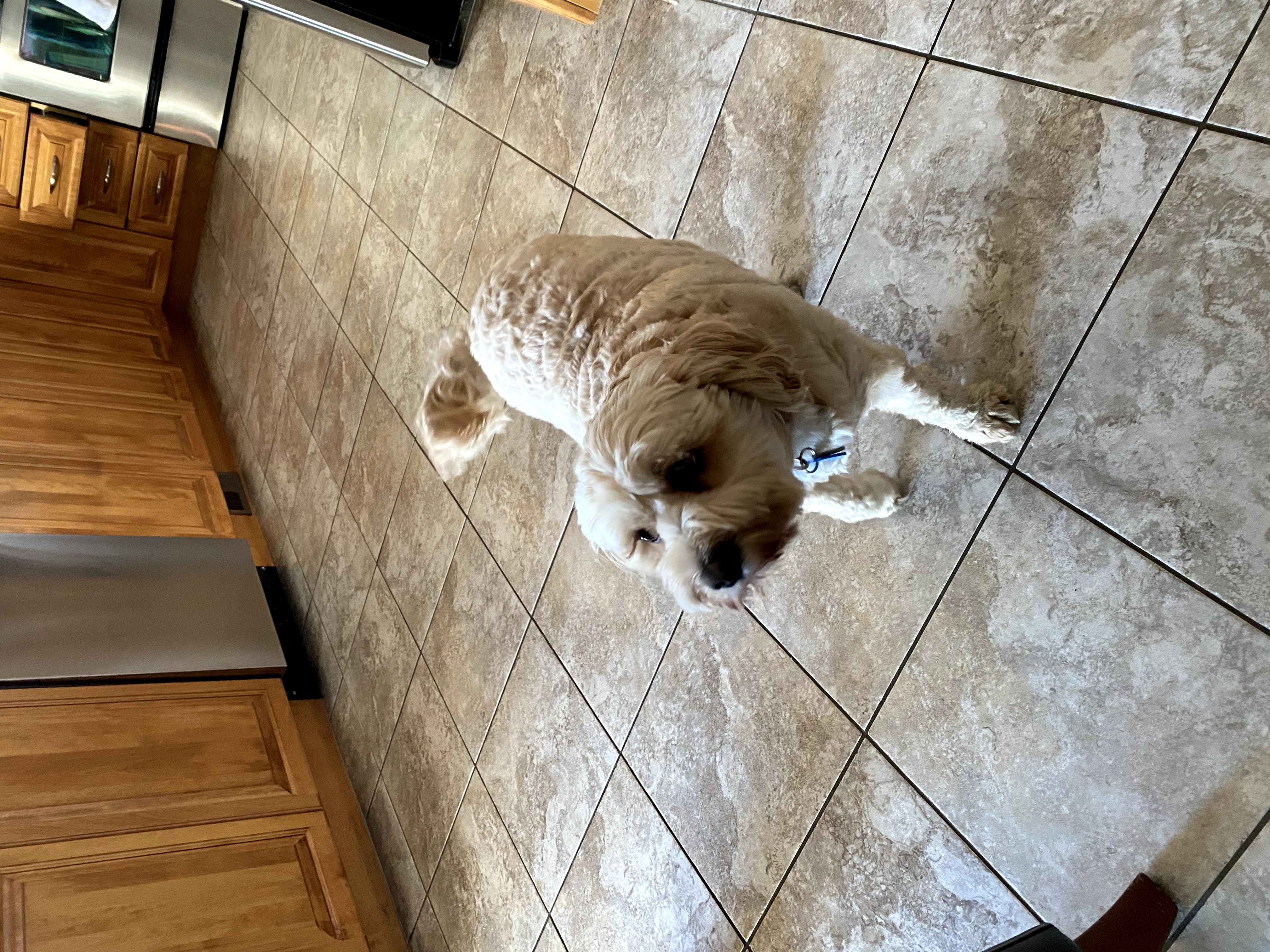 1779063035735 v6xc0q IMG 0886