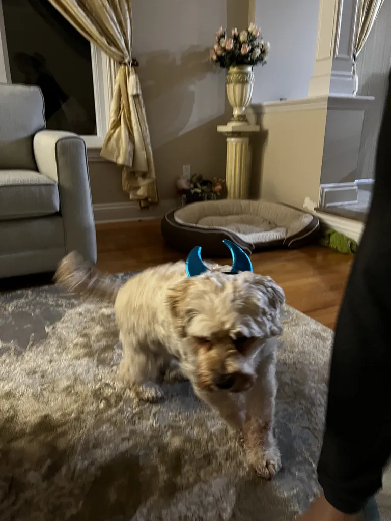 1779063065737 yybfcm IMG 0456