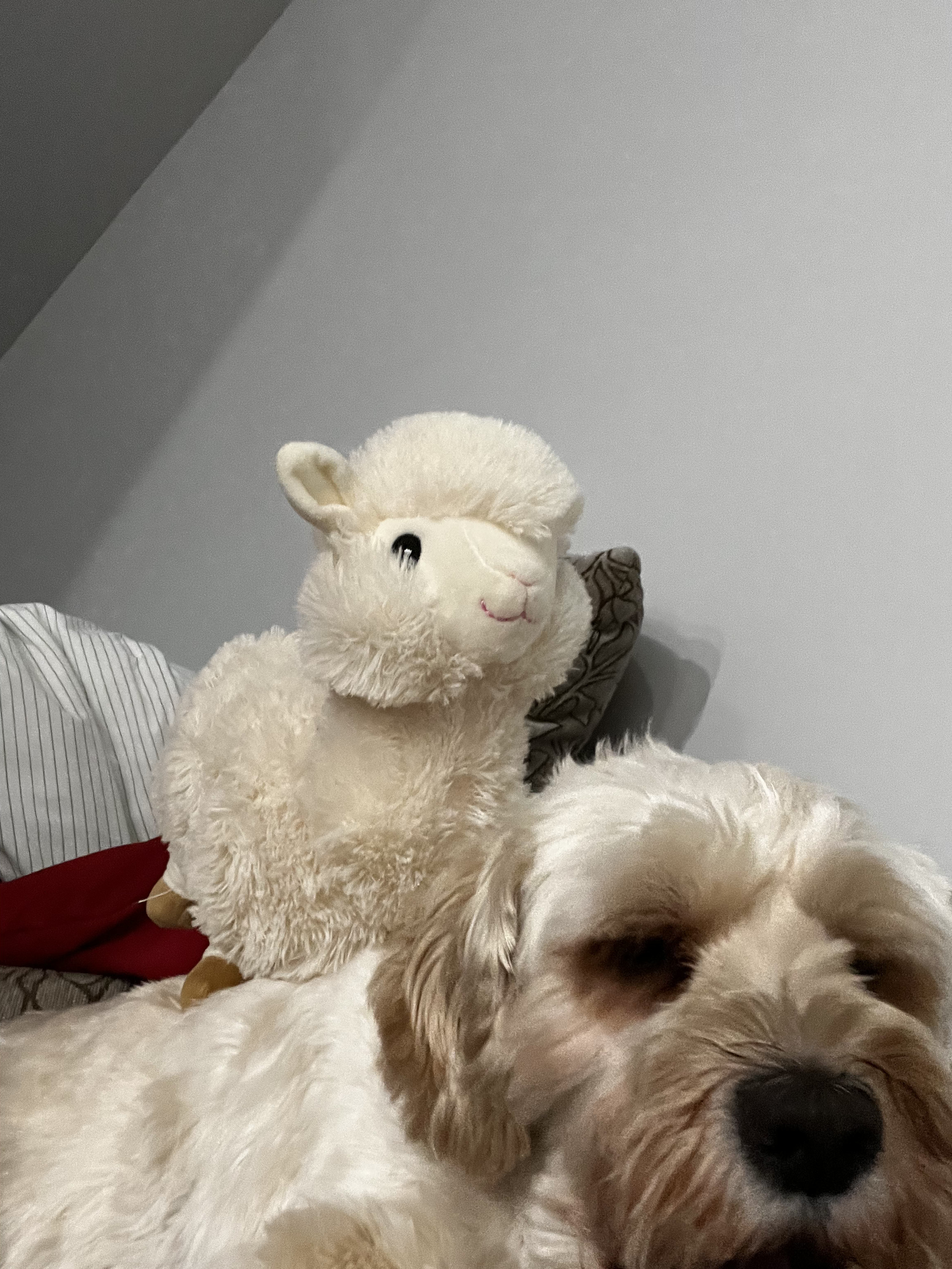 1779063081155 emffnz IMG 0290