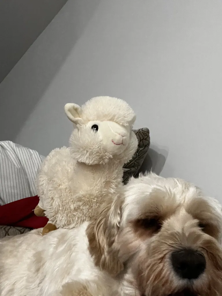 1779063081155 emffnz IMG 0290