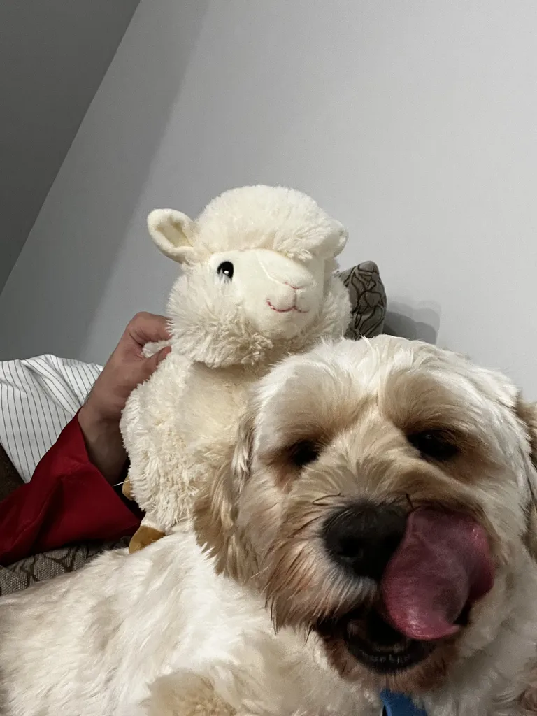 1779063084317 rcokfh IMG 0289