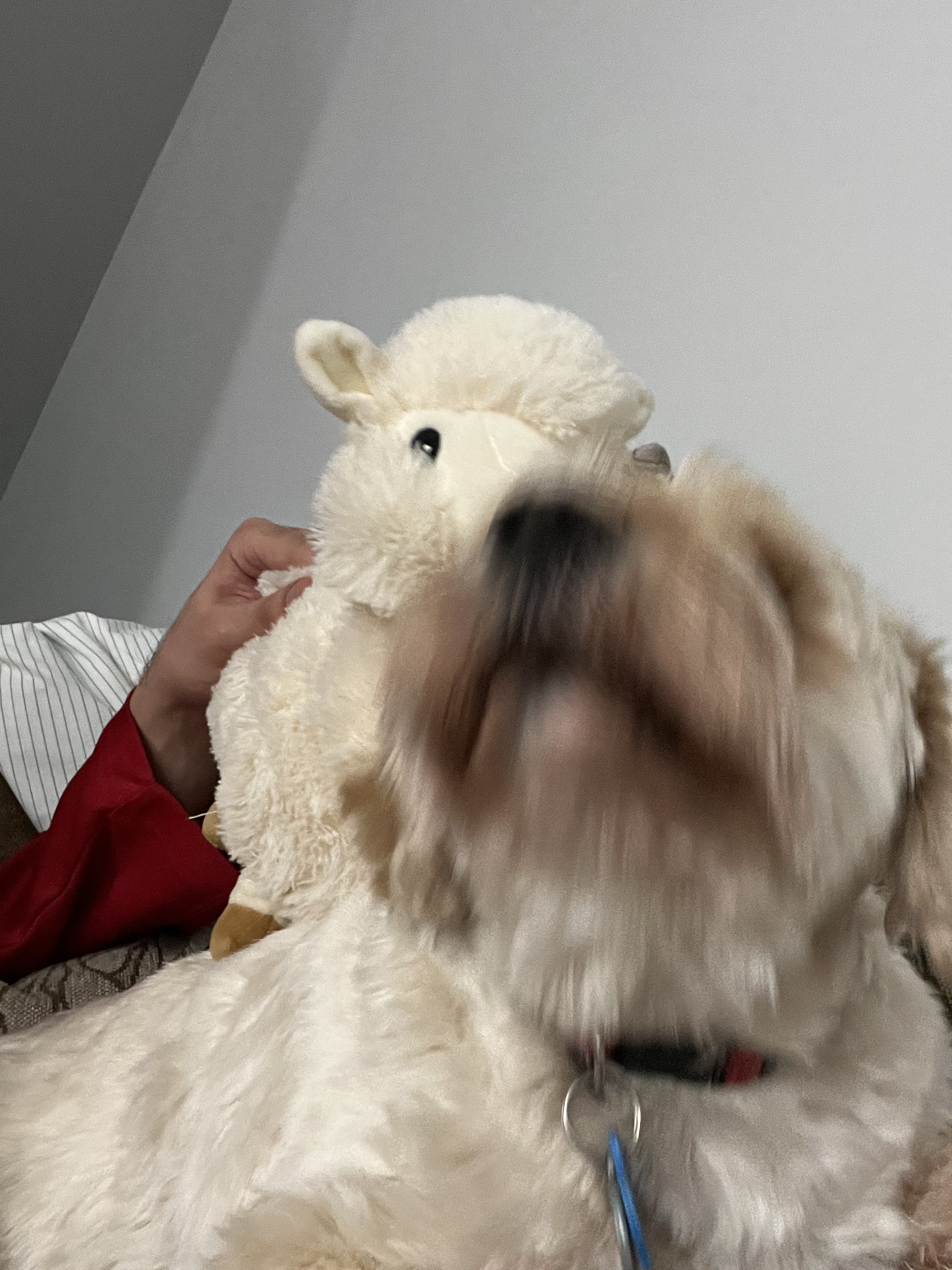 1779063087283 fn9ym0 IMG 0288