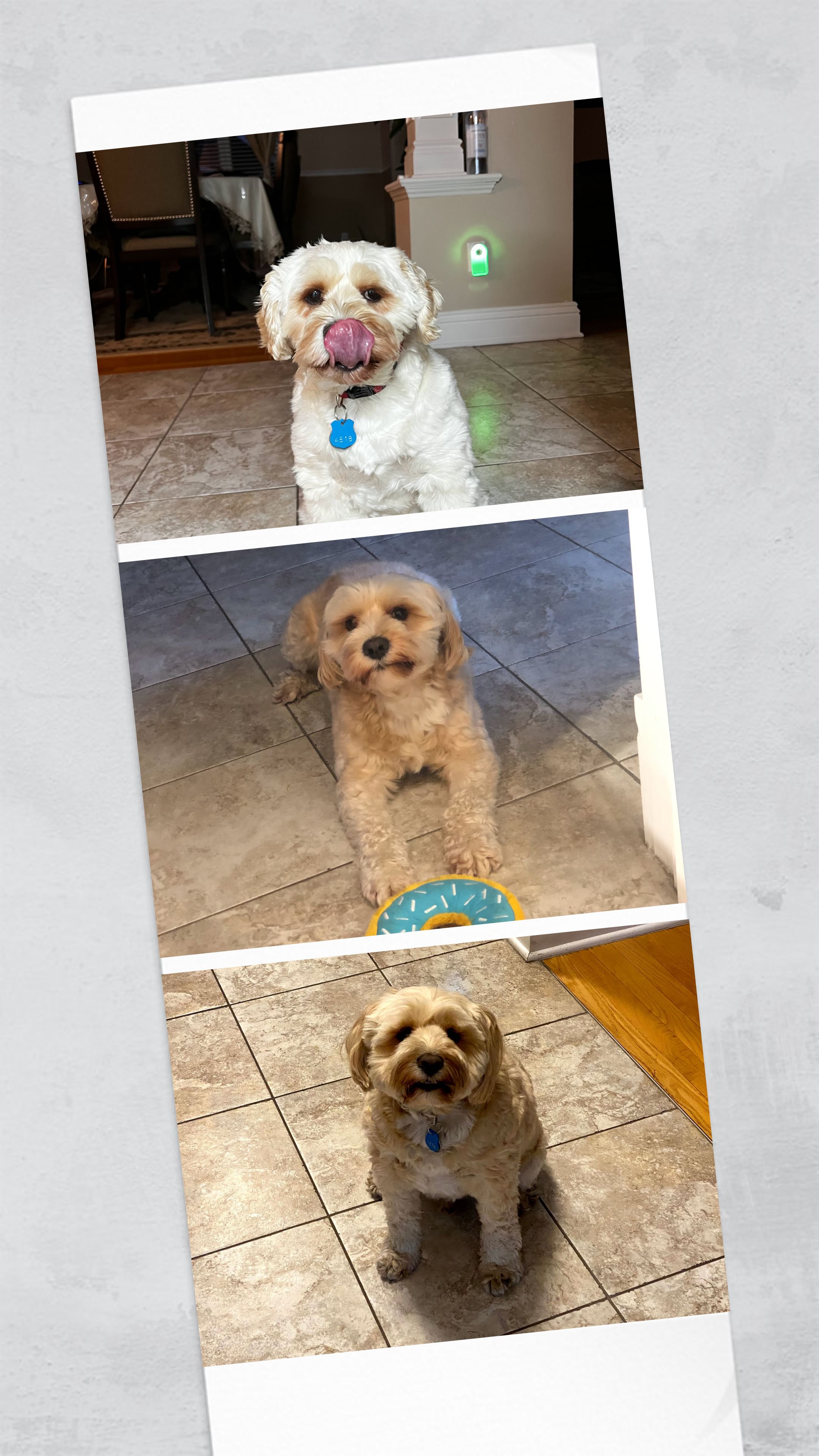 1779063091858 585g7t IMG 3476 COLLAGE
