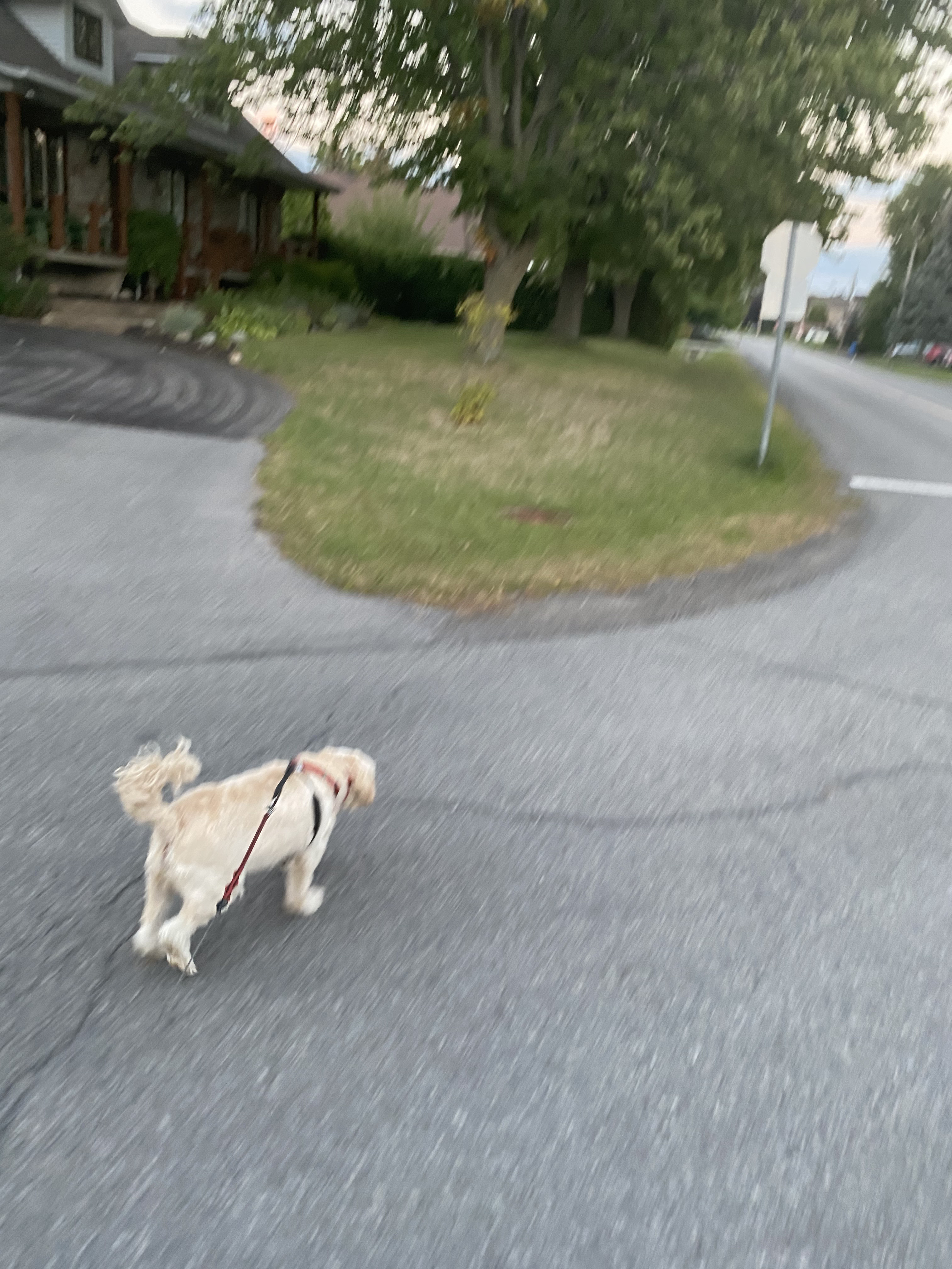 1779063144690 217avv IMG 0598 1 