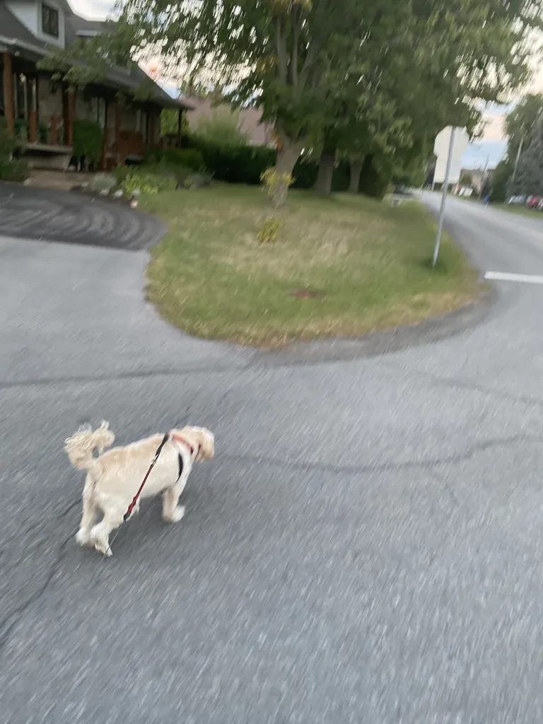 1779063144690 217avv IMG 0598 1 