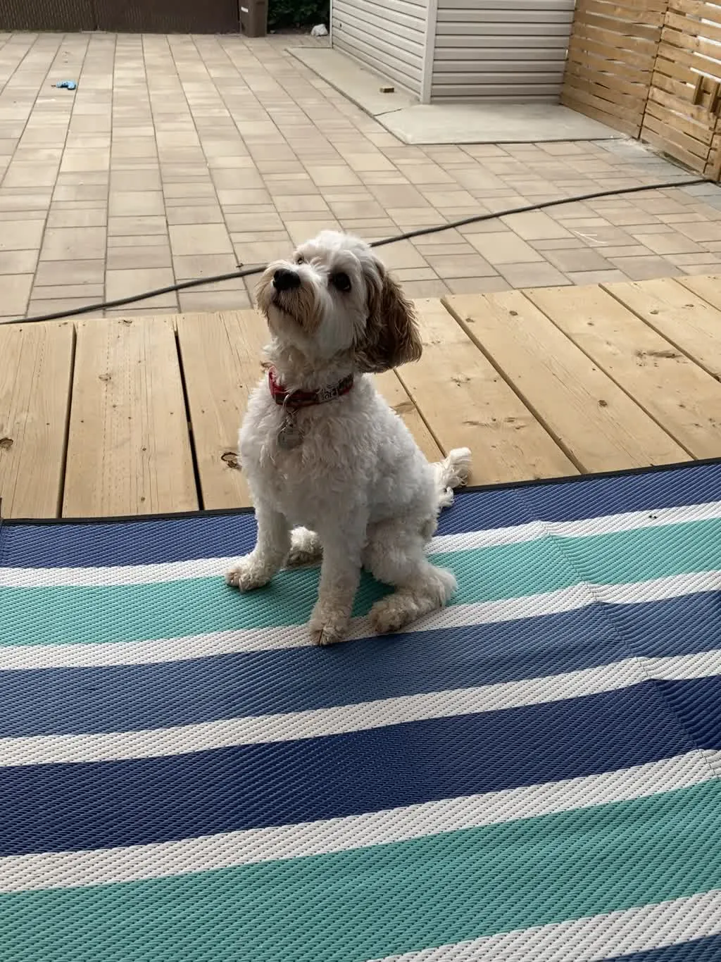 1779063230445 oox5mm IMG 9055
