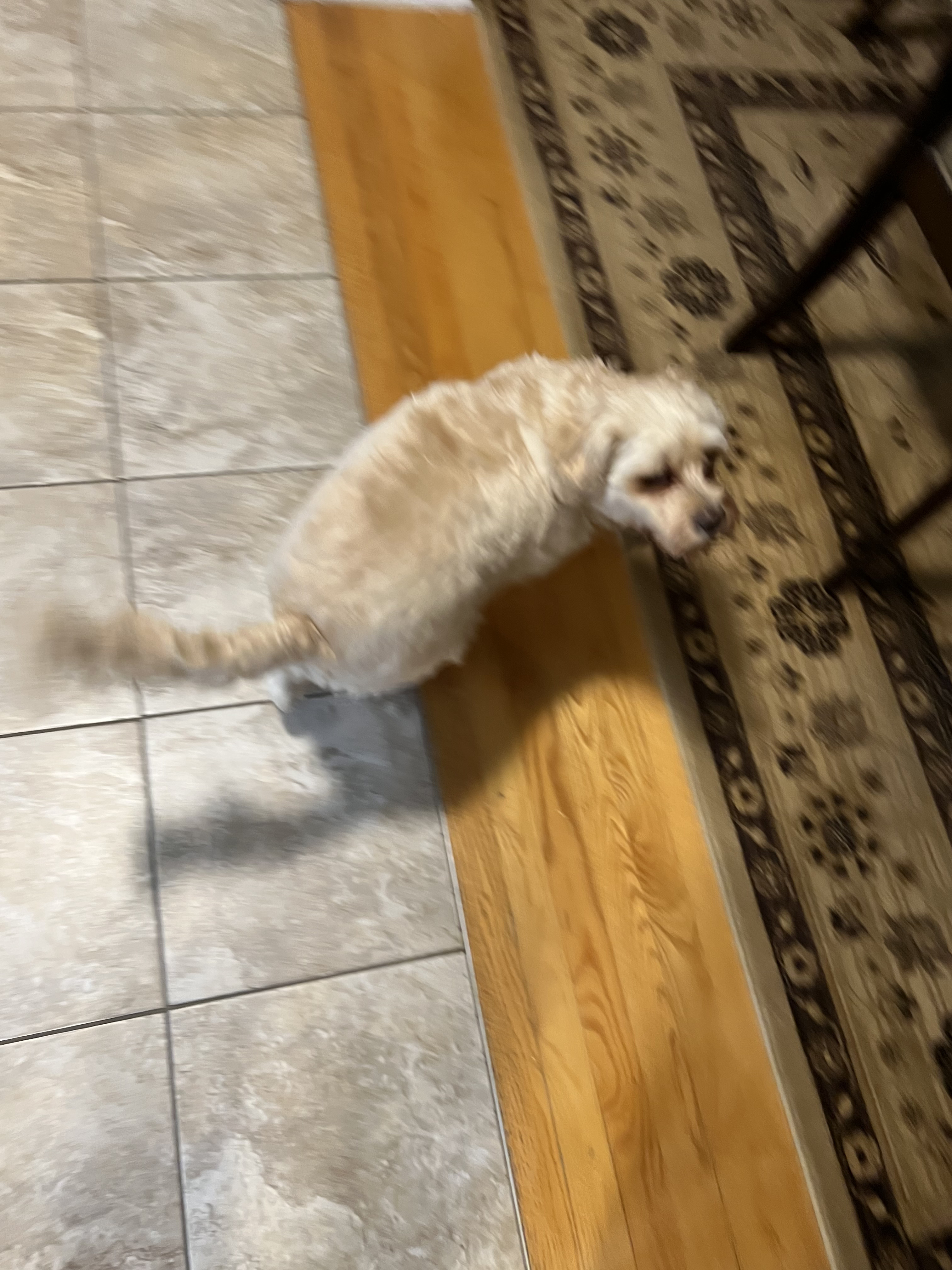 1779063303649 szpk7e IMG 2722