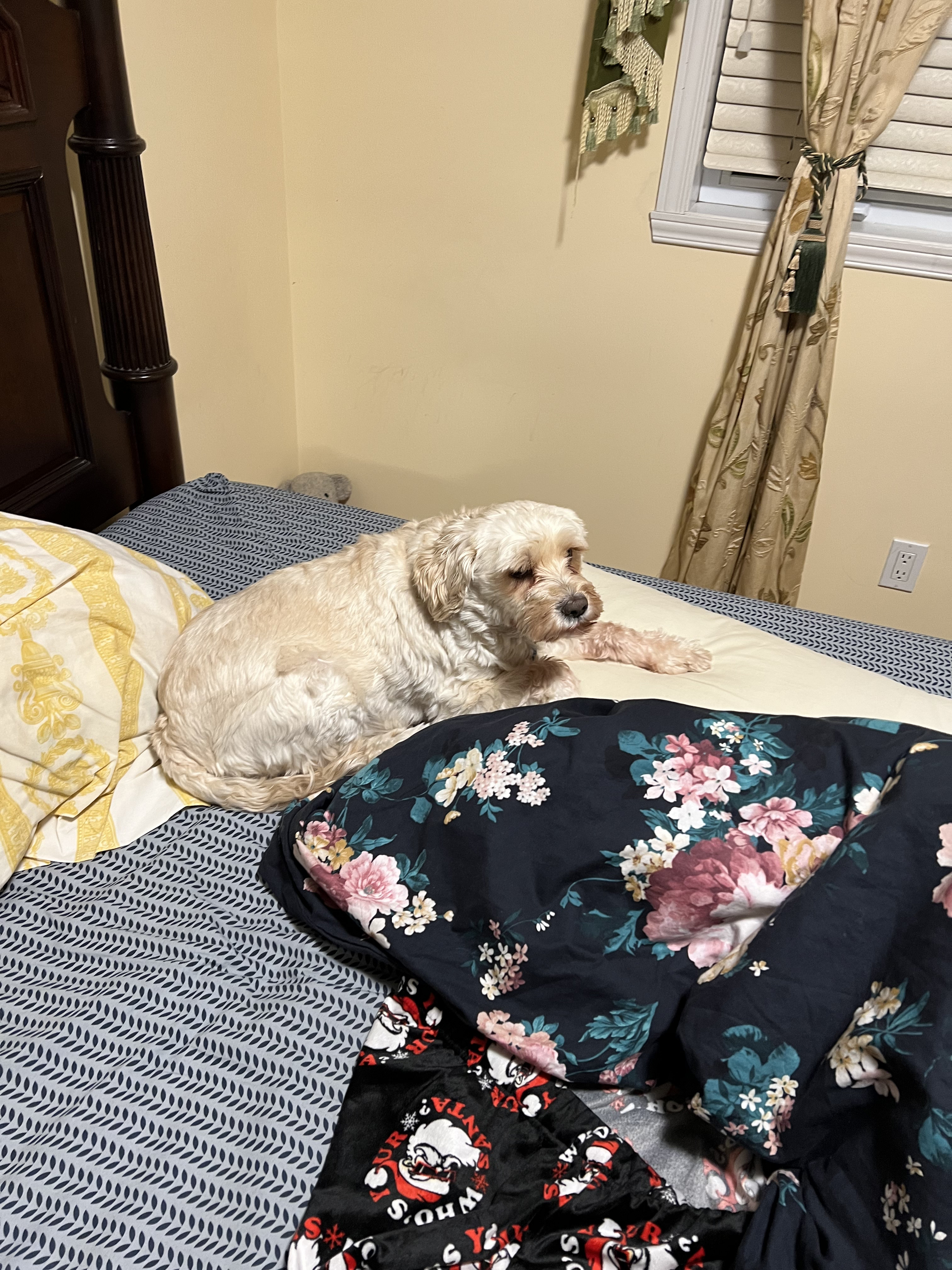 1779063309331 x53joa IMG 2637