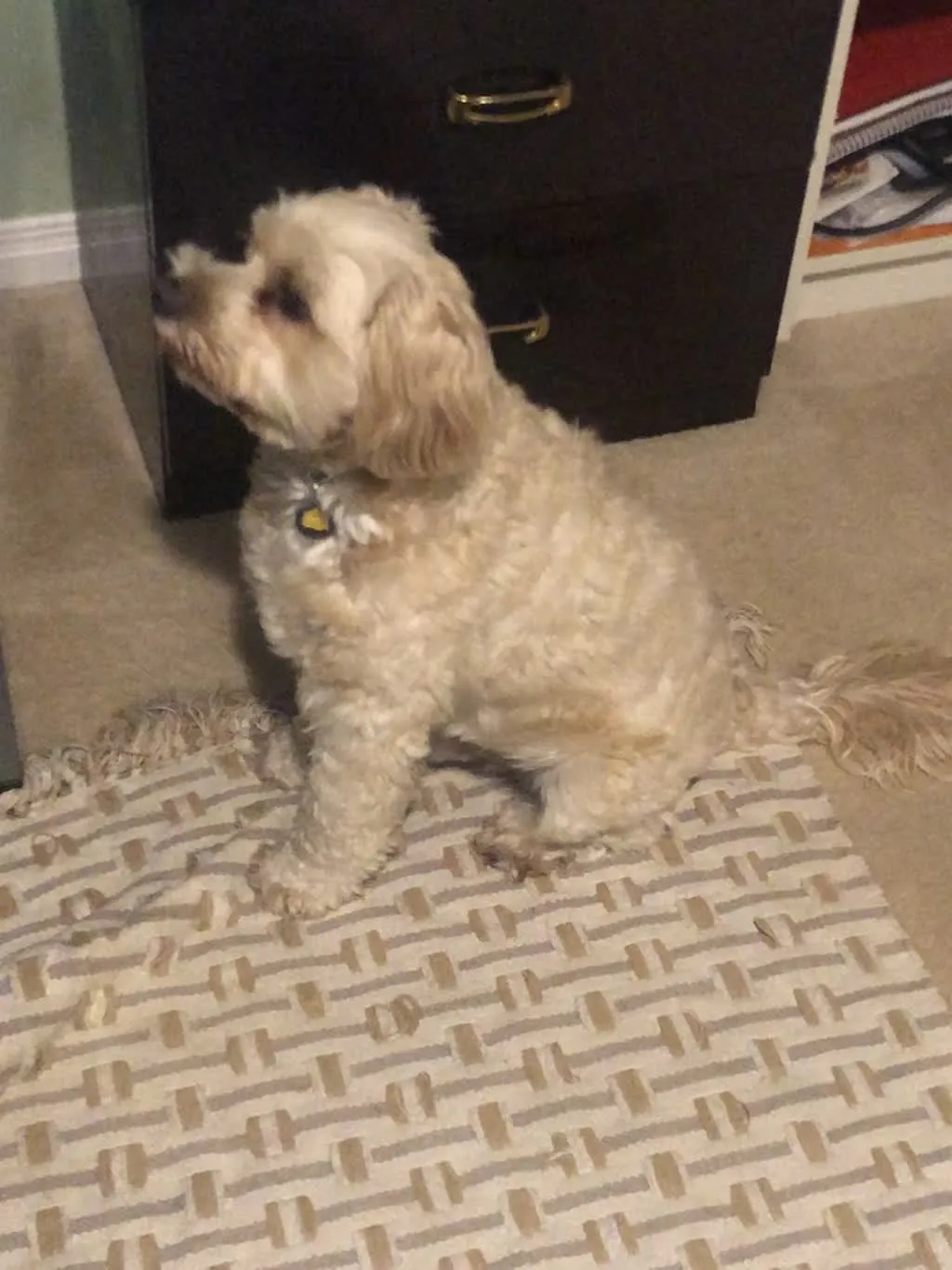 1779063311634 c50opd IMG 4385
