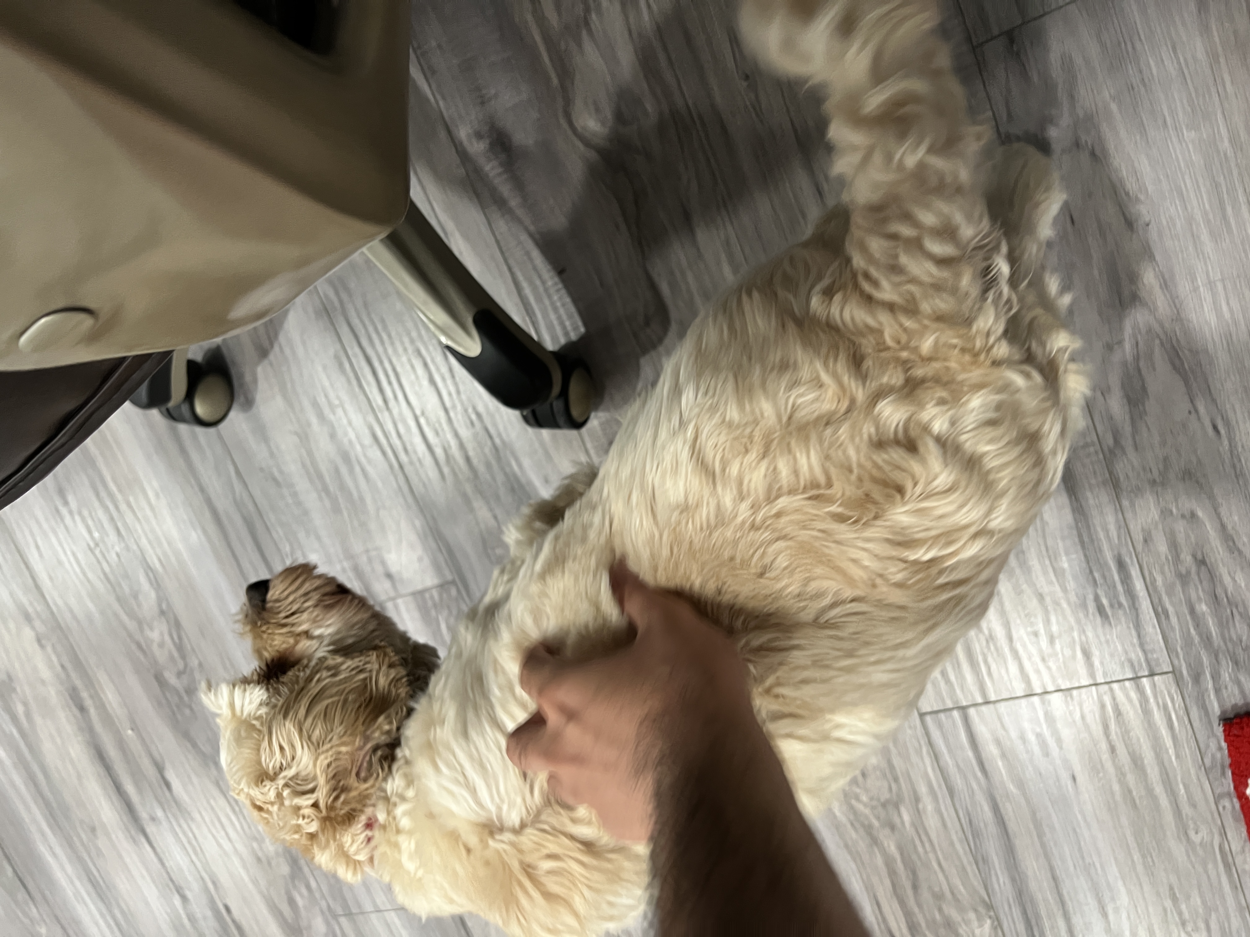 1779063458777 jupqkg IMG 8148