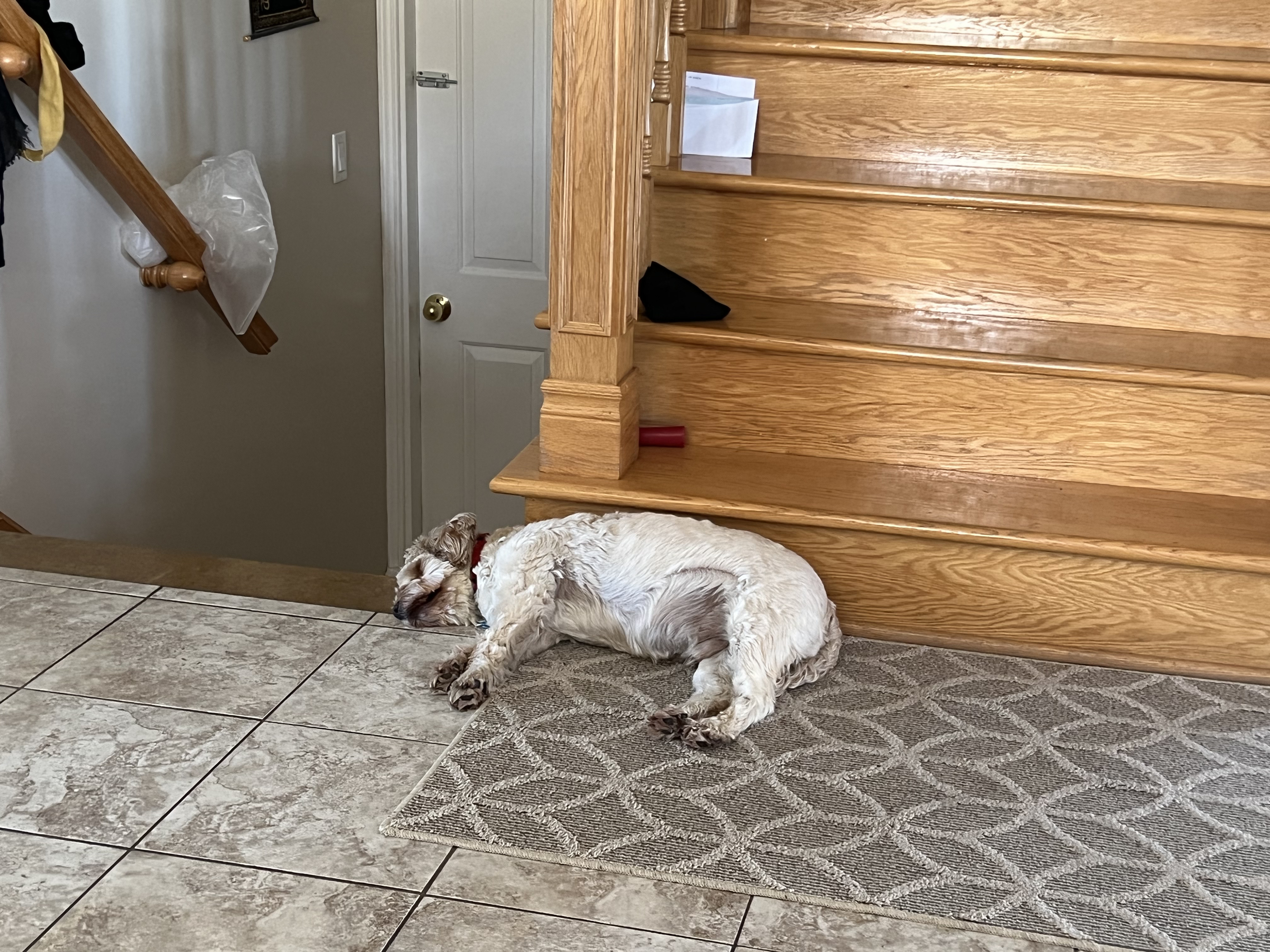 1779063461207 exu2sw IMG 7534