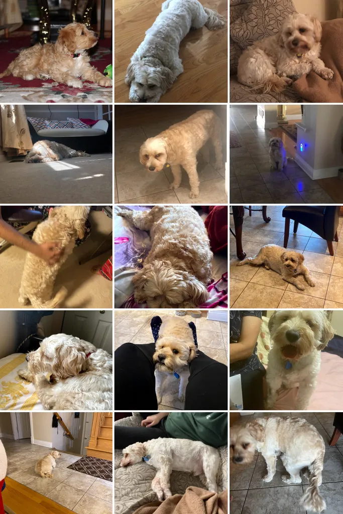 1779063461707 4o8zyt 29194701212 d4ffa2b2c6 o COLLAGE