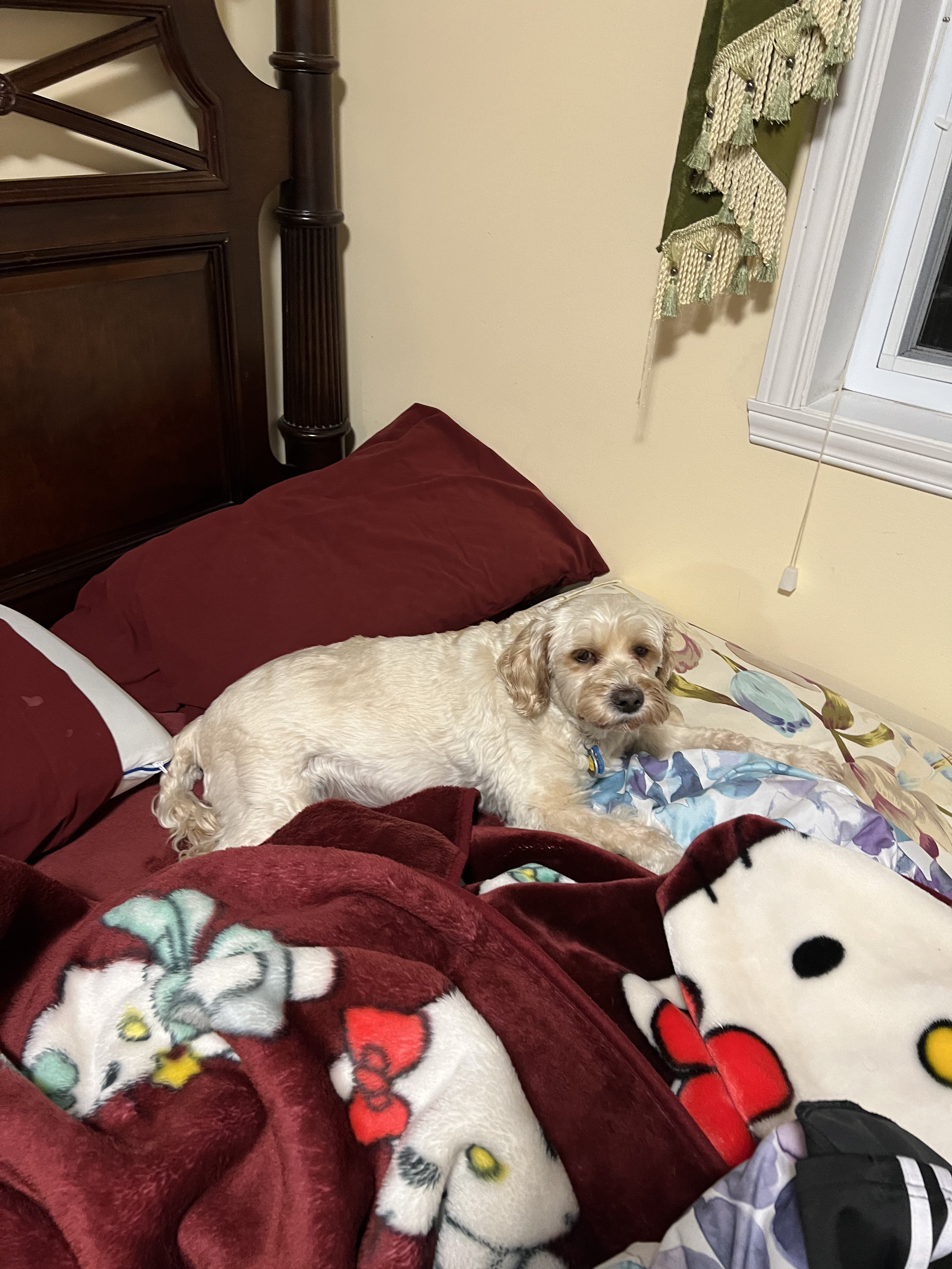 1779063479475 7vxapb IMG 7259