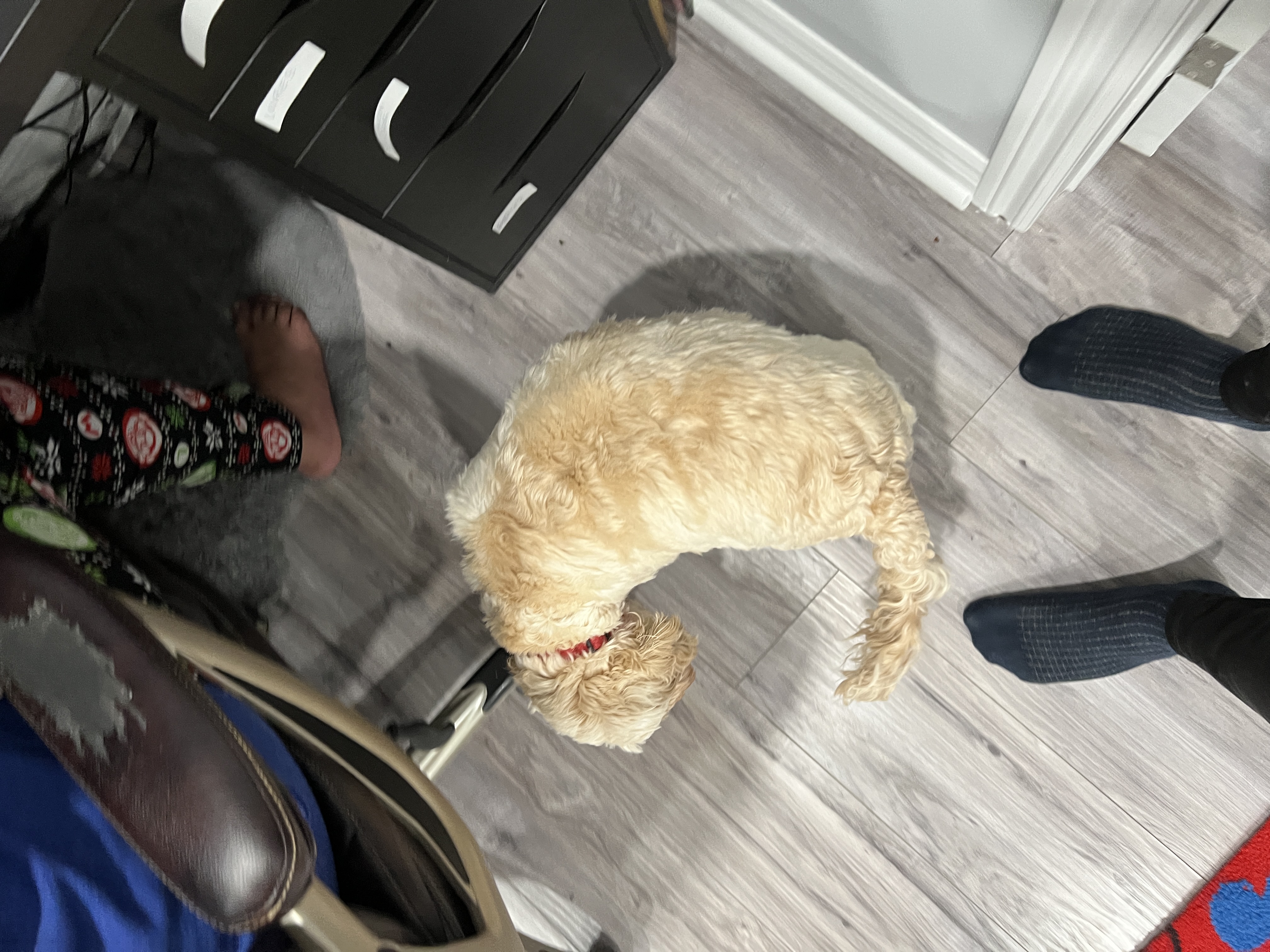 1779063529233 gvzgsh IMG 8146