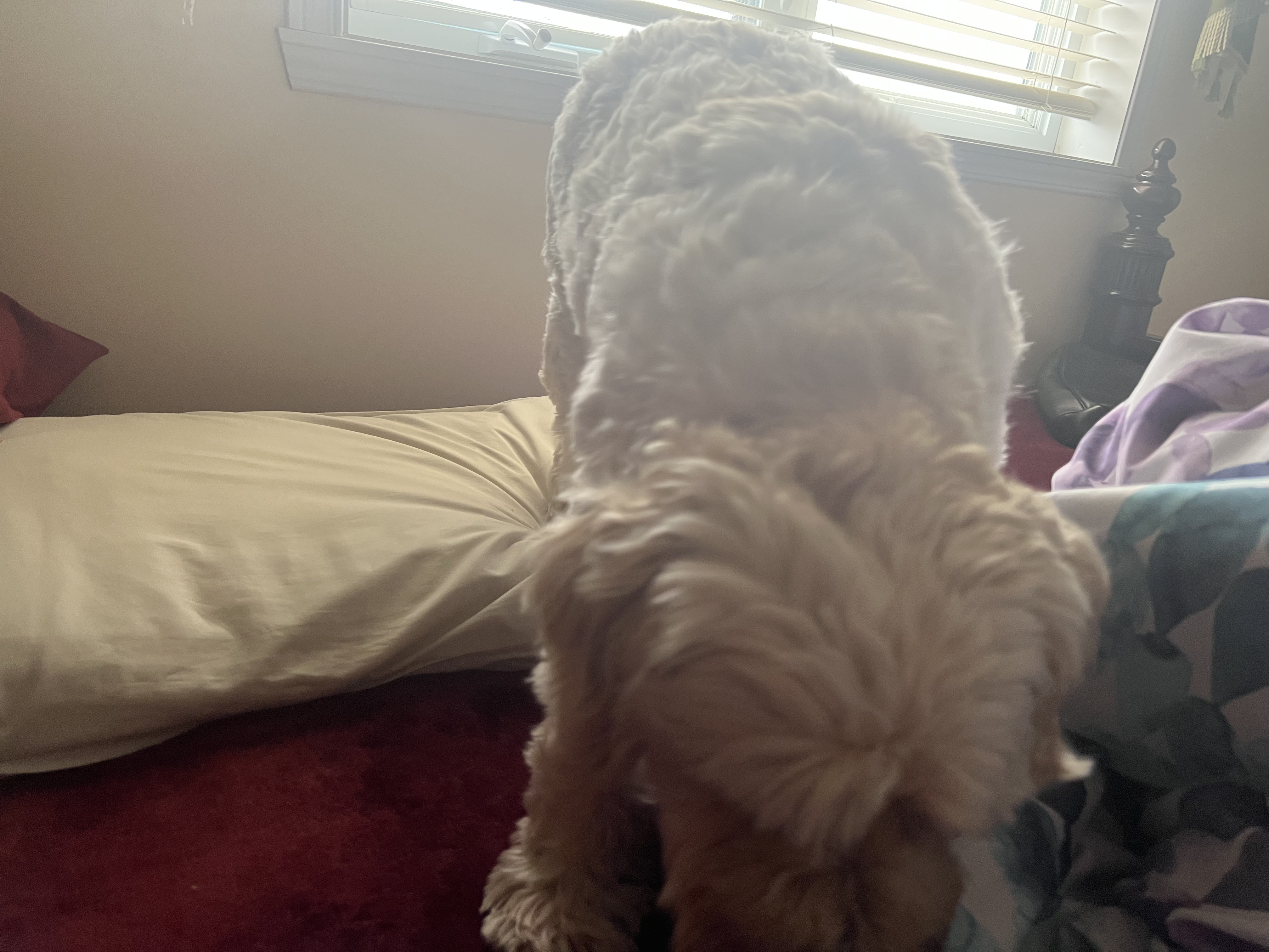 1779063536595 he30qp IMG 4935