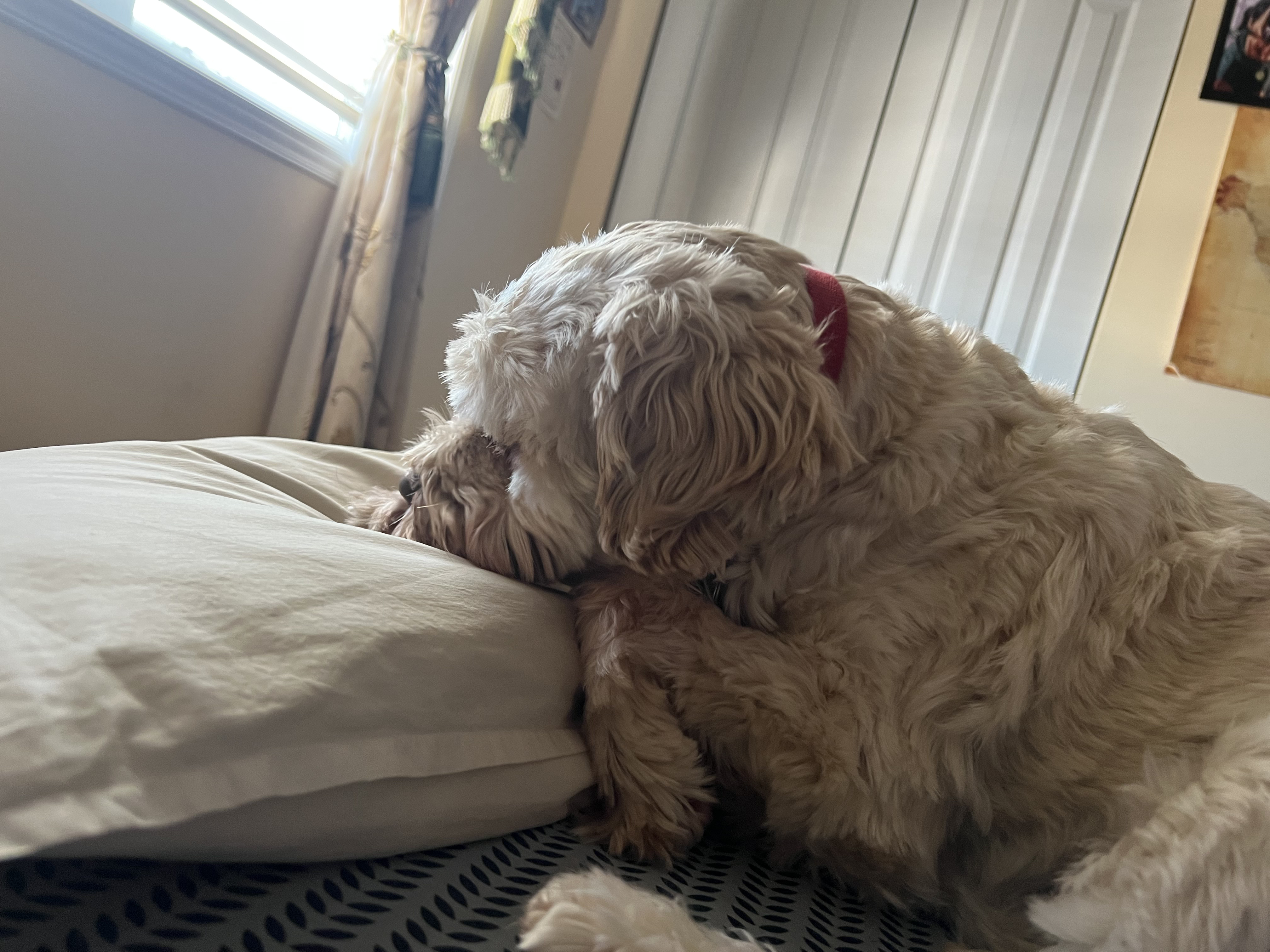 1779063558935 jgajvx IMG 3661