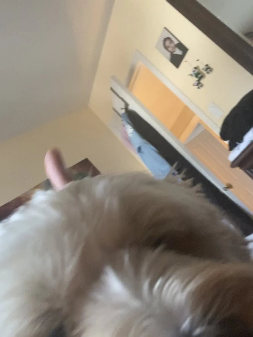 1779063562734 iz20mr IMG 6130