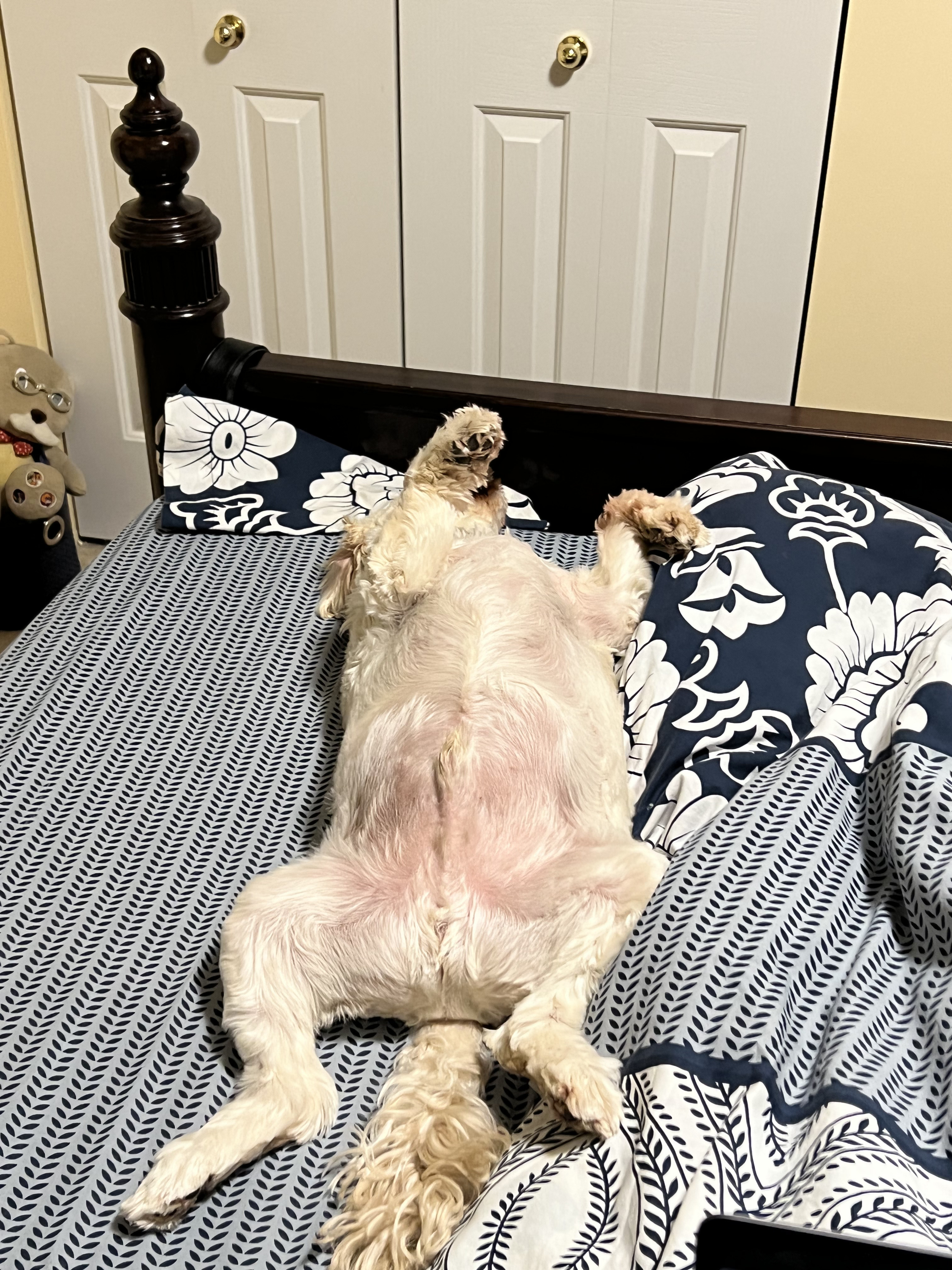 1779063600675 pxp8po IMG 3399