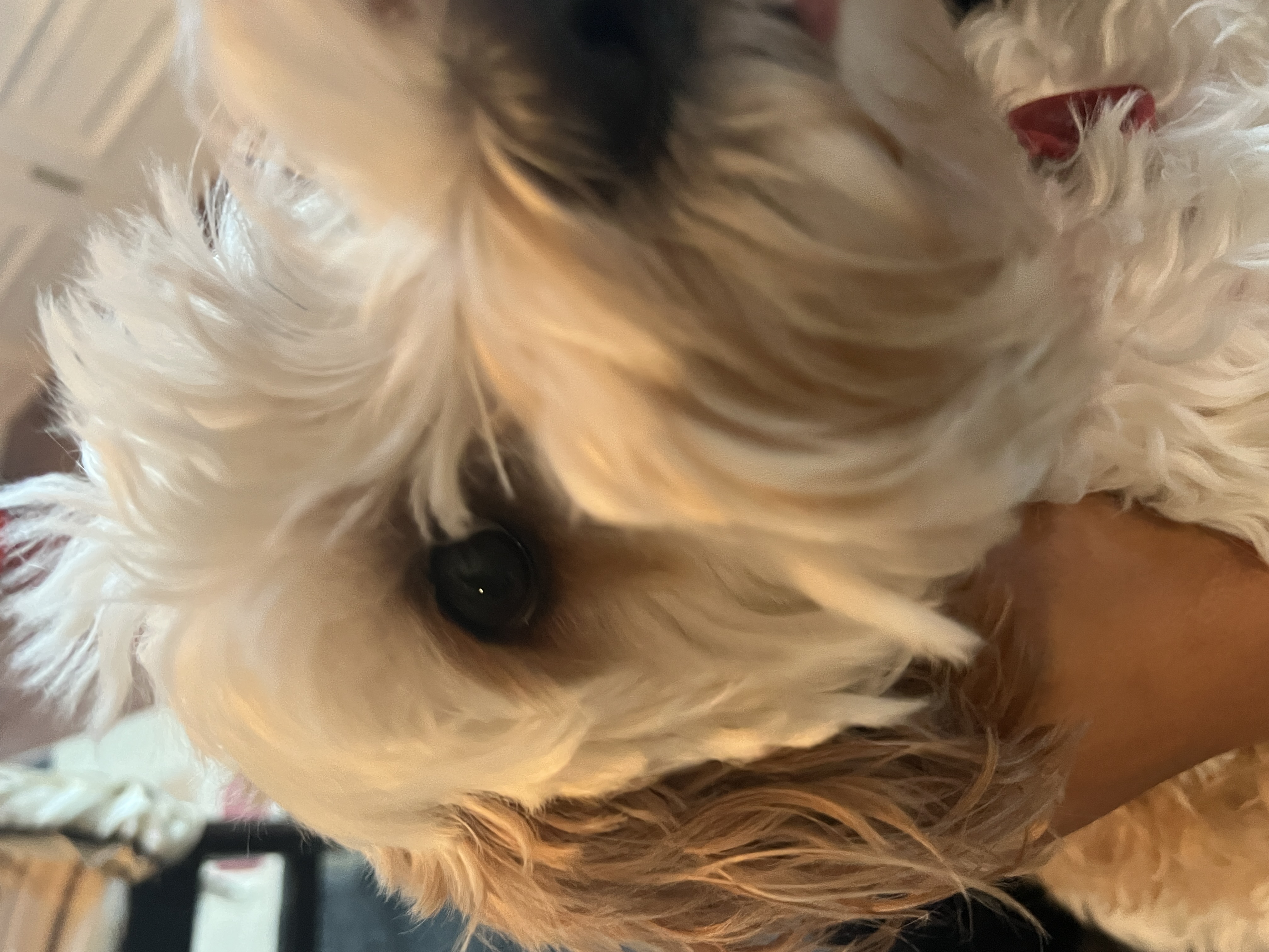 1779063603762 ydul4j IMG 6443