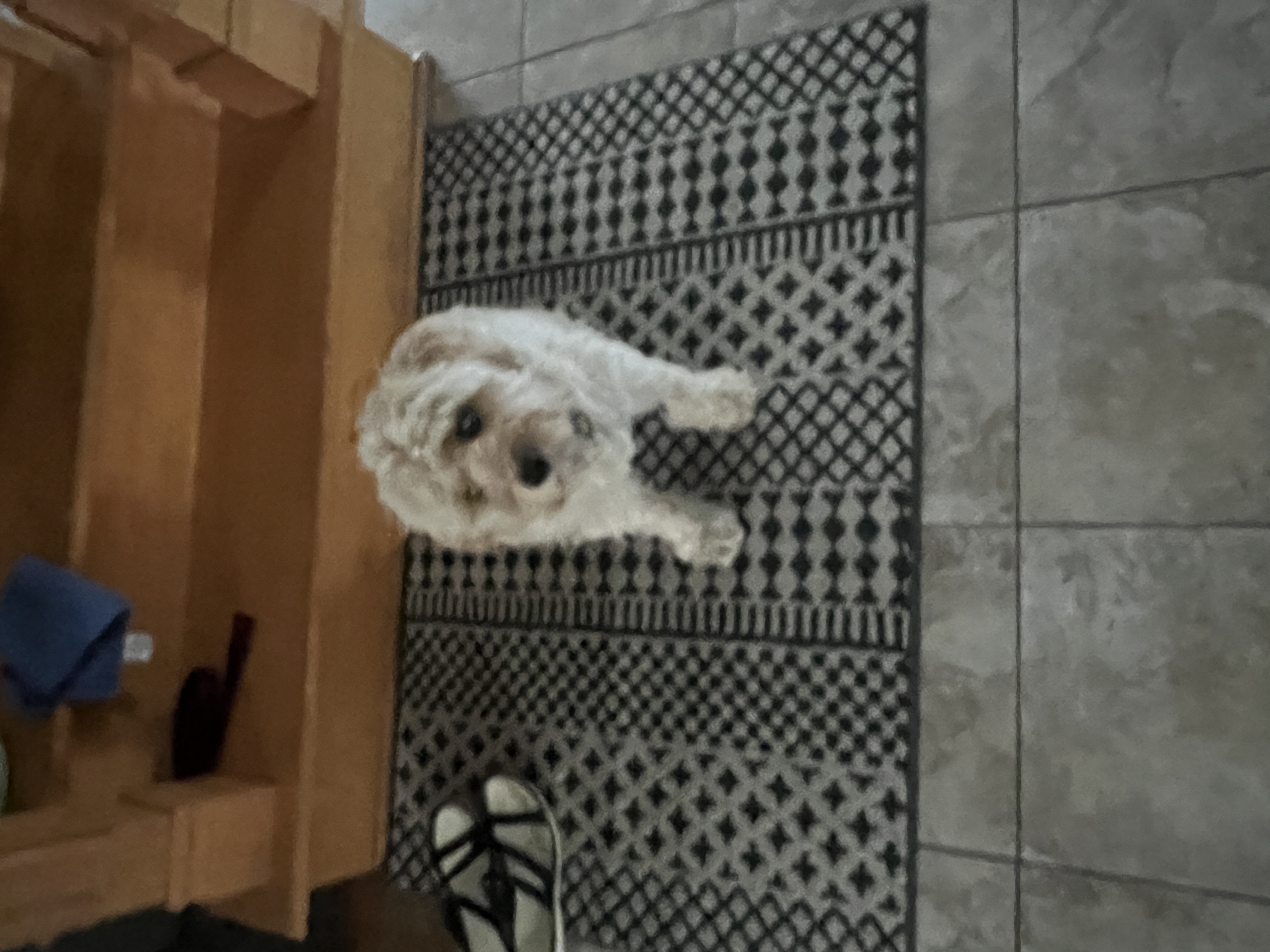 1779063605478 bal79m IMG 6820
