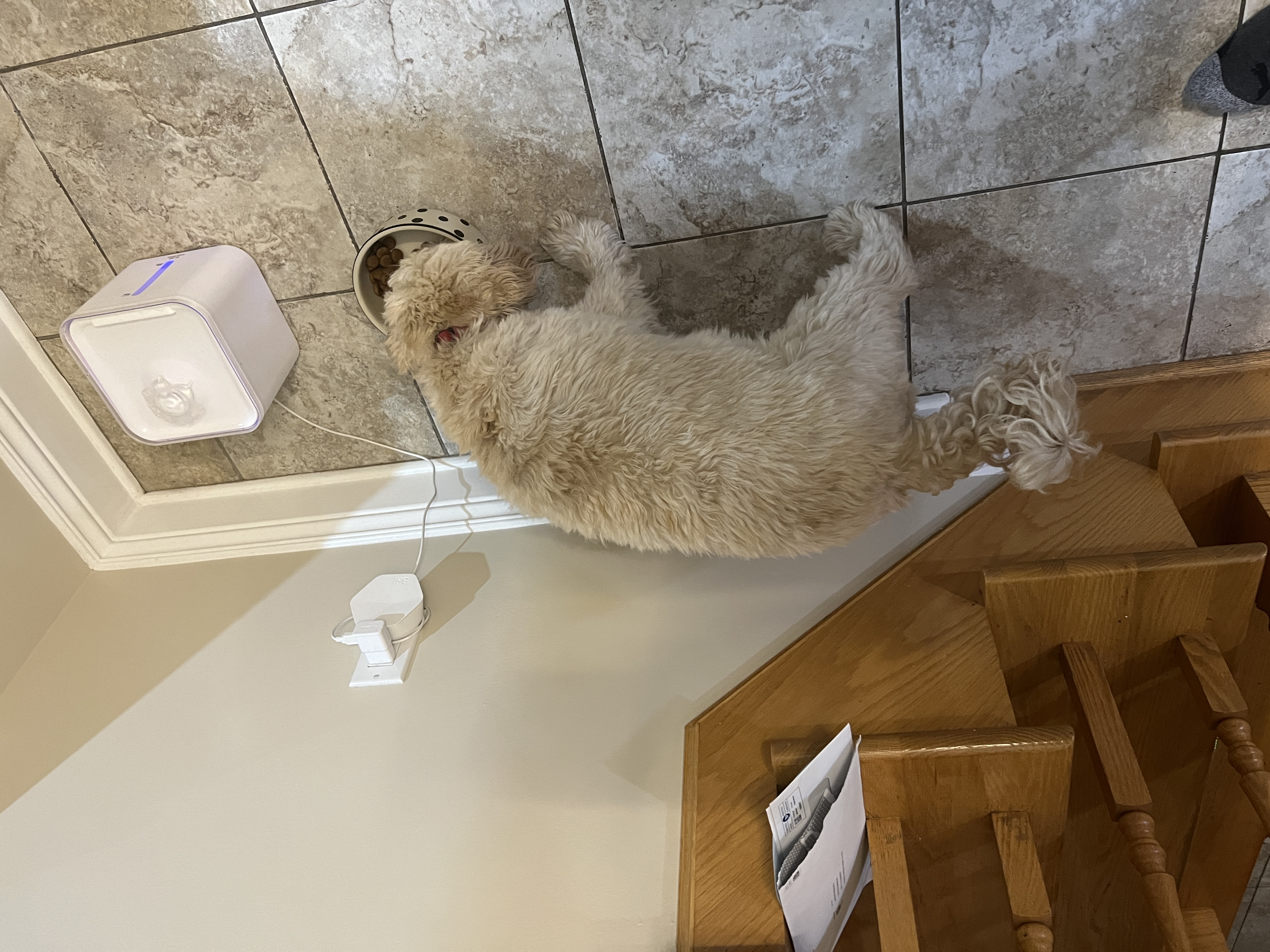 1779063610056 lqejkx IMG 6367