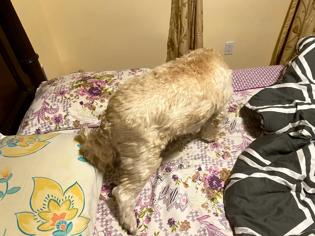 1779063633613 xomaeh IMG 4164