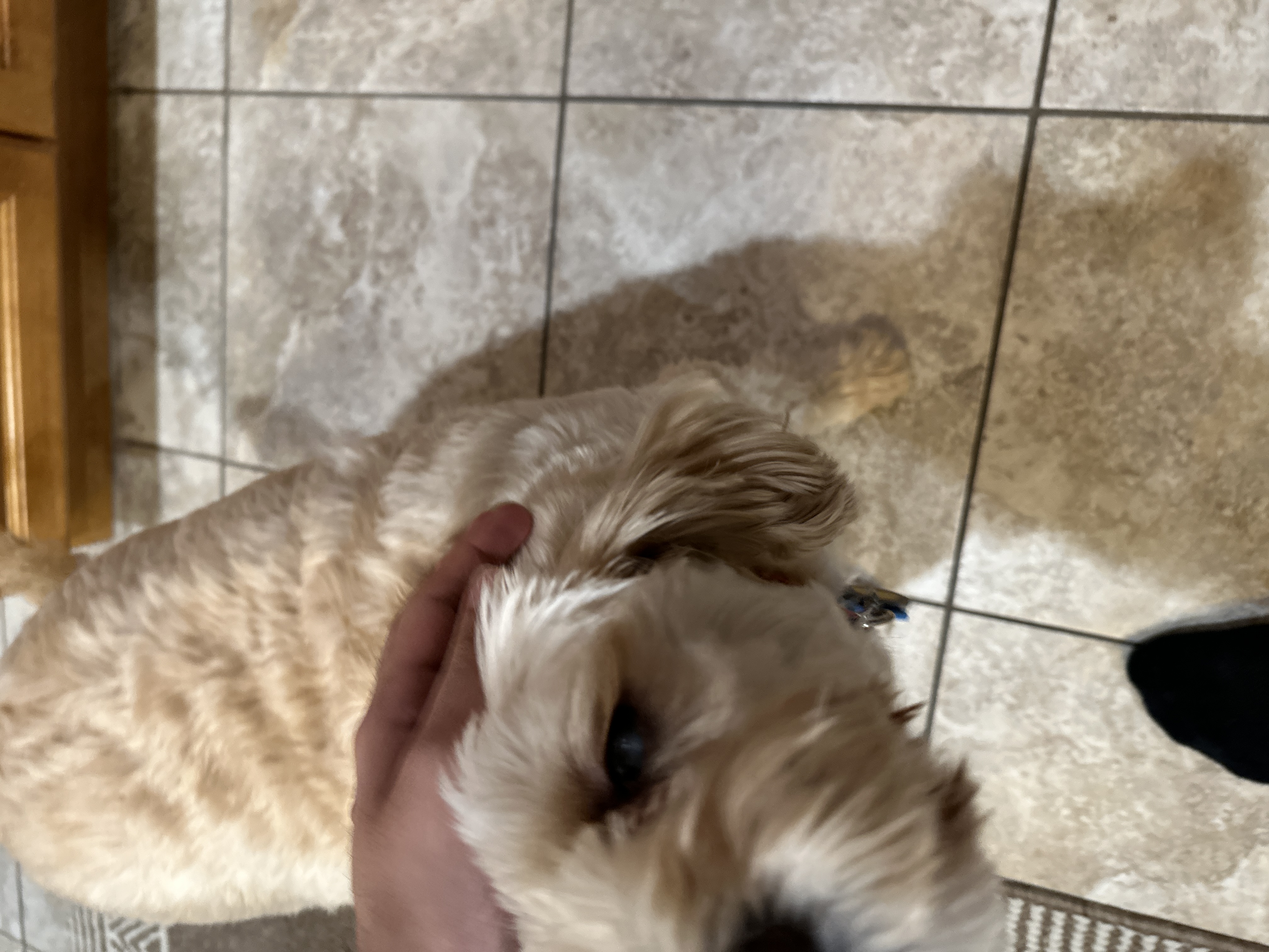1779063650477 apb11e IMG 0406