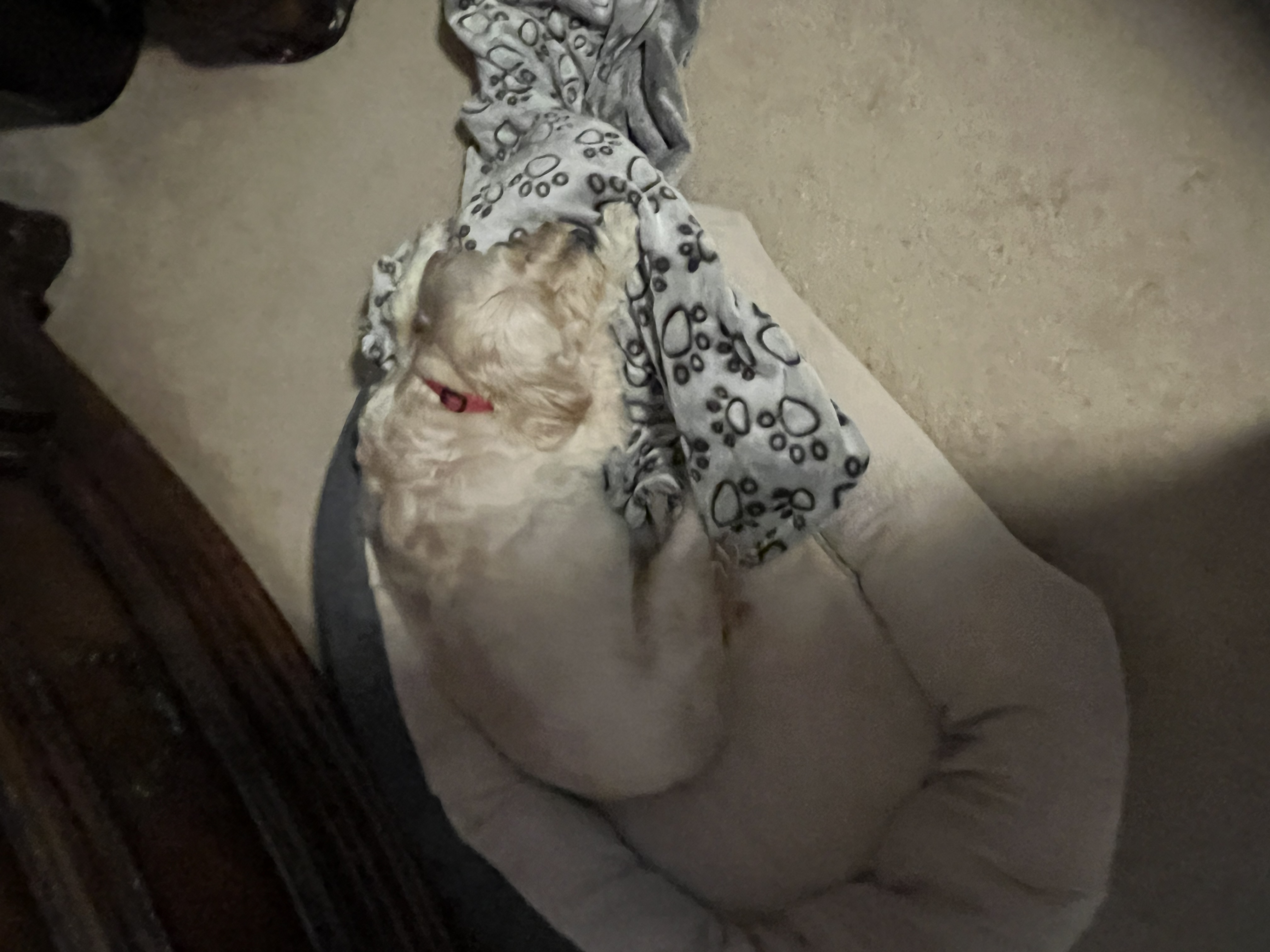 1779063677081 hoatct IMG 5812