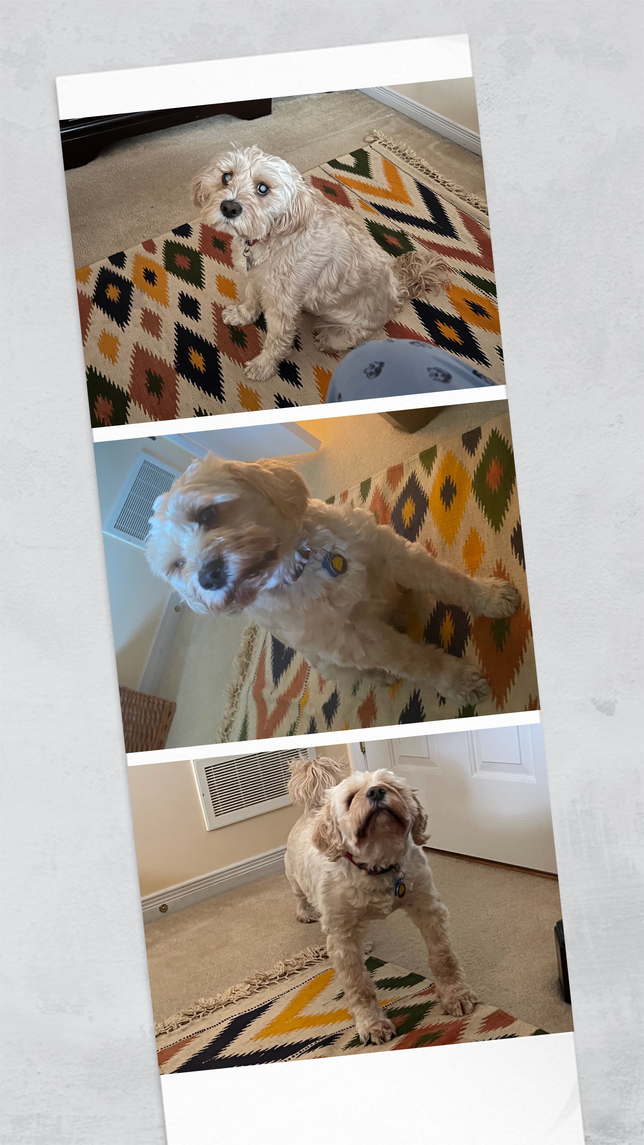 1779063679710 wigmop IMG 0638 COLLAGE