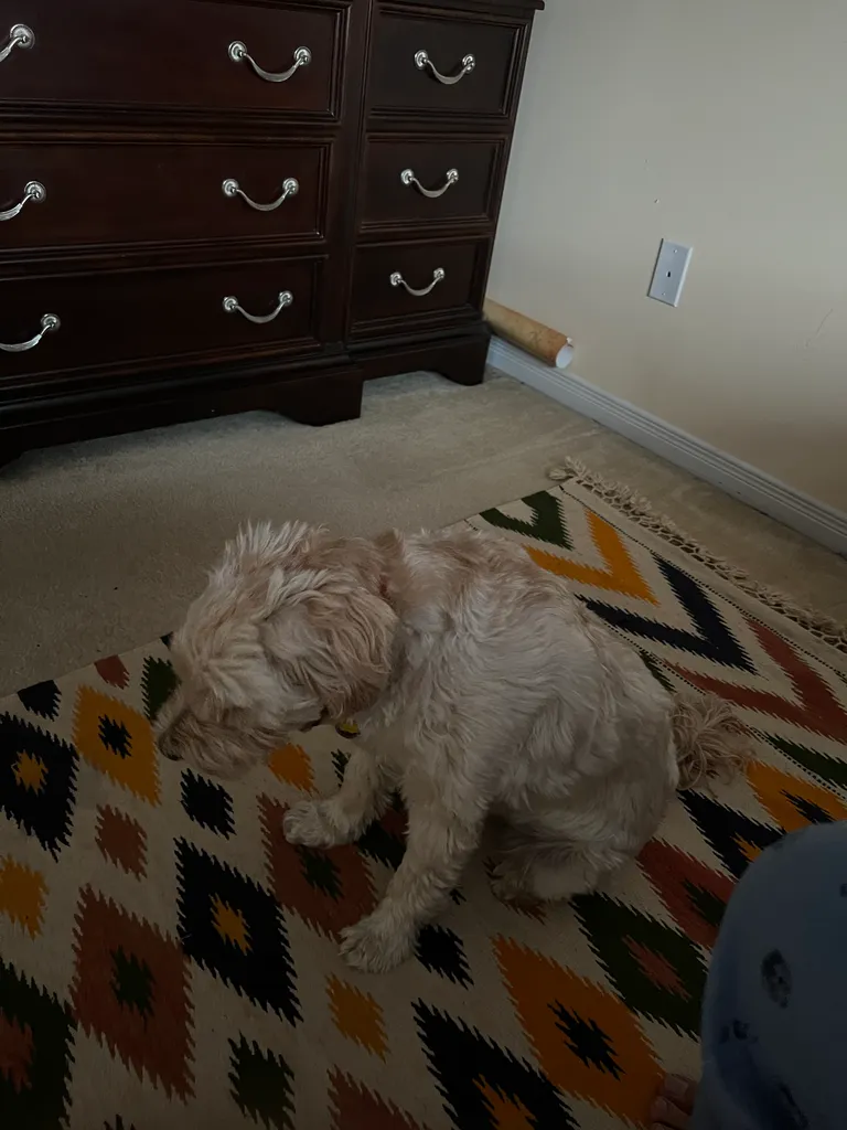 1779063680304 3yvg14 IMG 7739