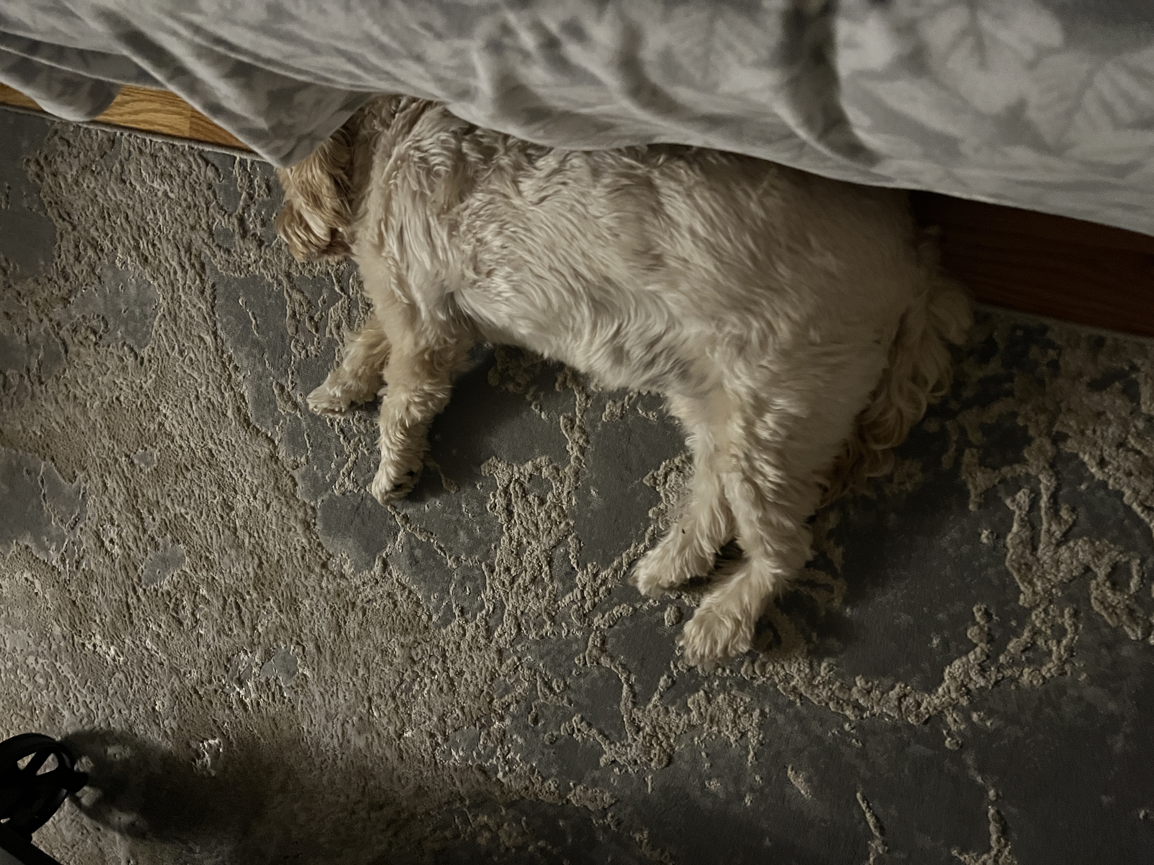 1779063684208 2ggm2e IMG 7823