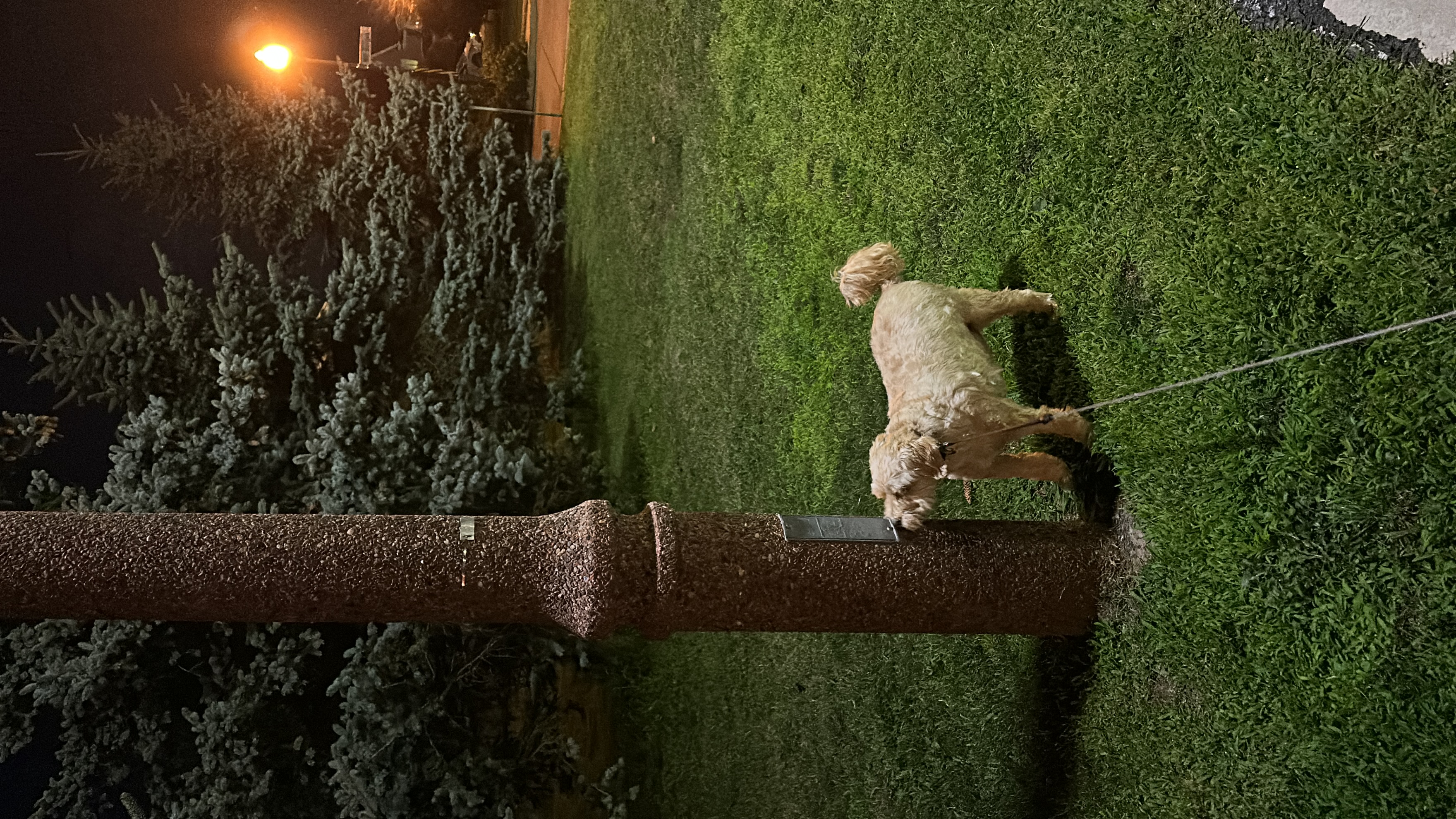 1779063716663 pgofwy IMG 9506