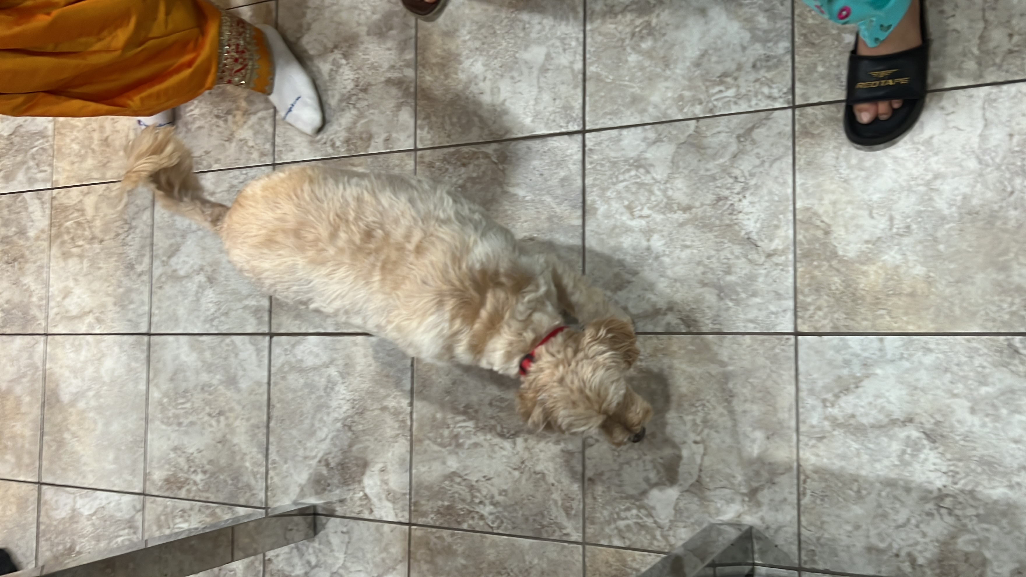 1779063741218 4iaqql IMG 0393