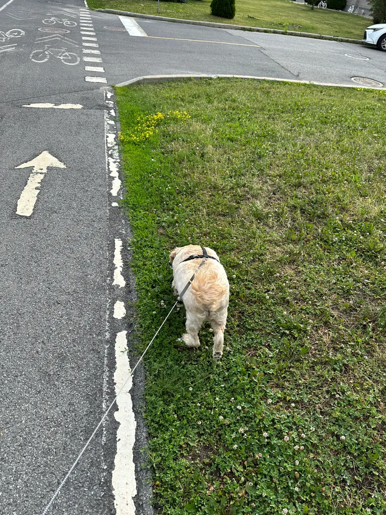1779063744207 25eyzv IMG 7239