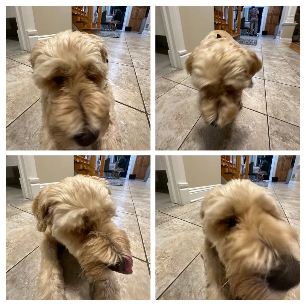 1779063797961 qtc1yp IMG 8787 COLLAGE