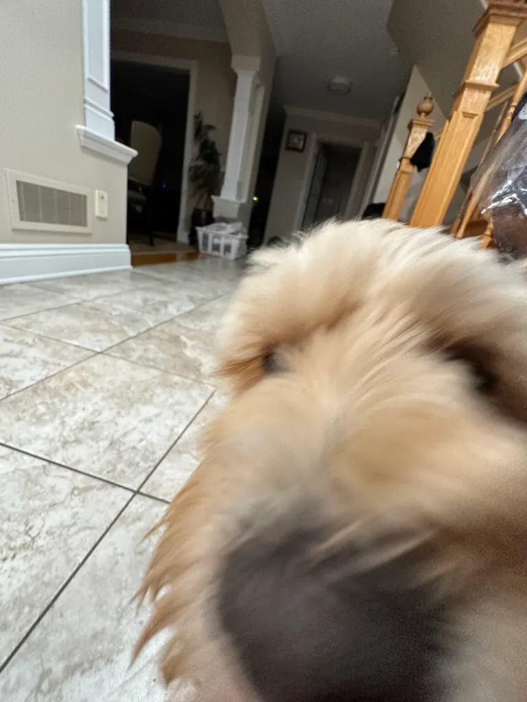 1779063802593 cxrhs1 IMG 8724