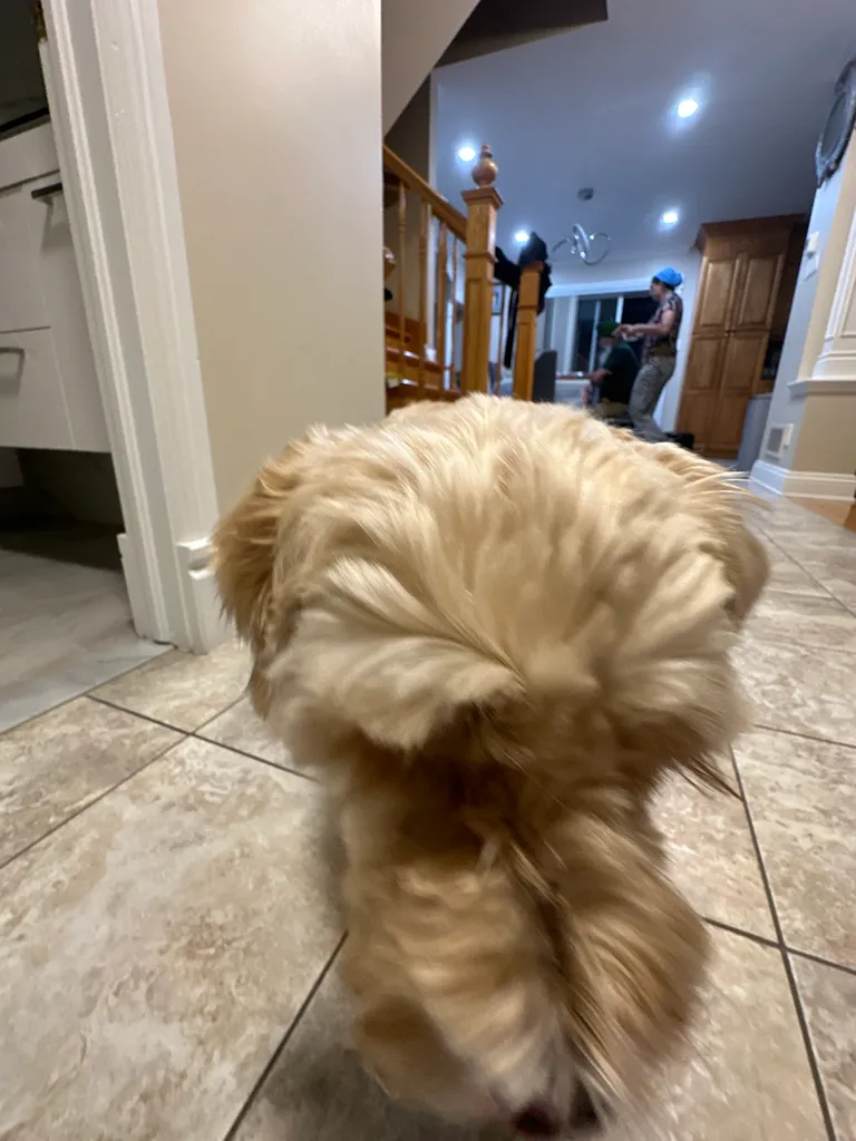 1779063802933 lmzubj IMG 8785