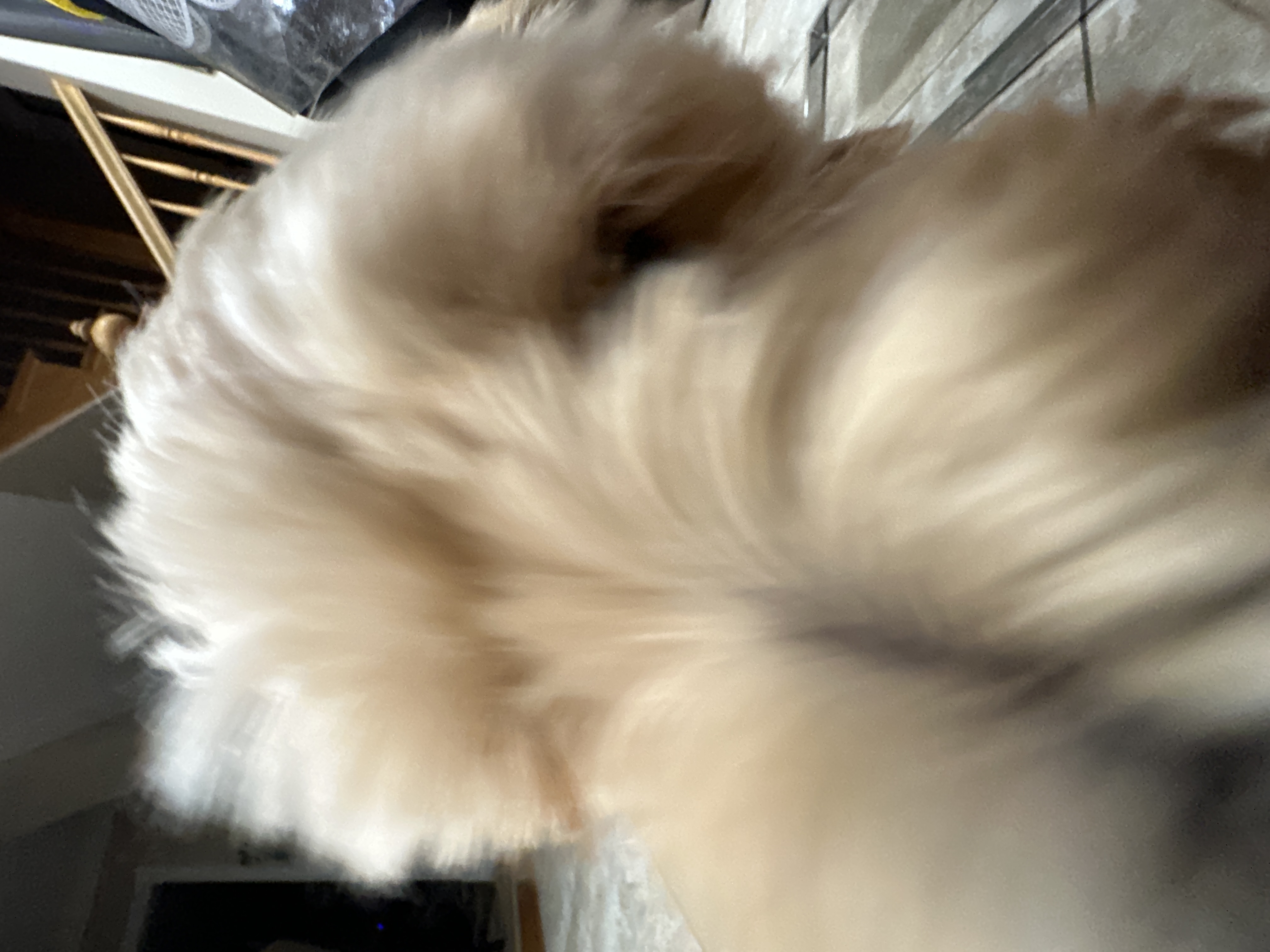 1779063804344 7dyzzz IMG 8730