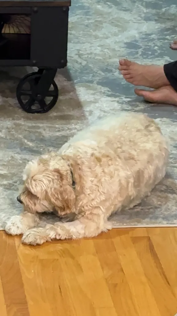 1779063852447 pupmfj IMG 6744