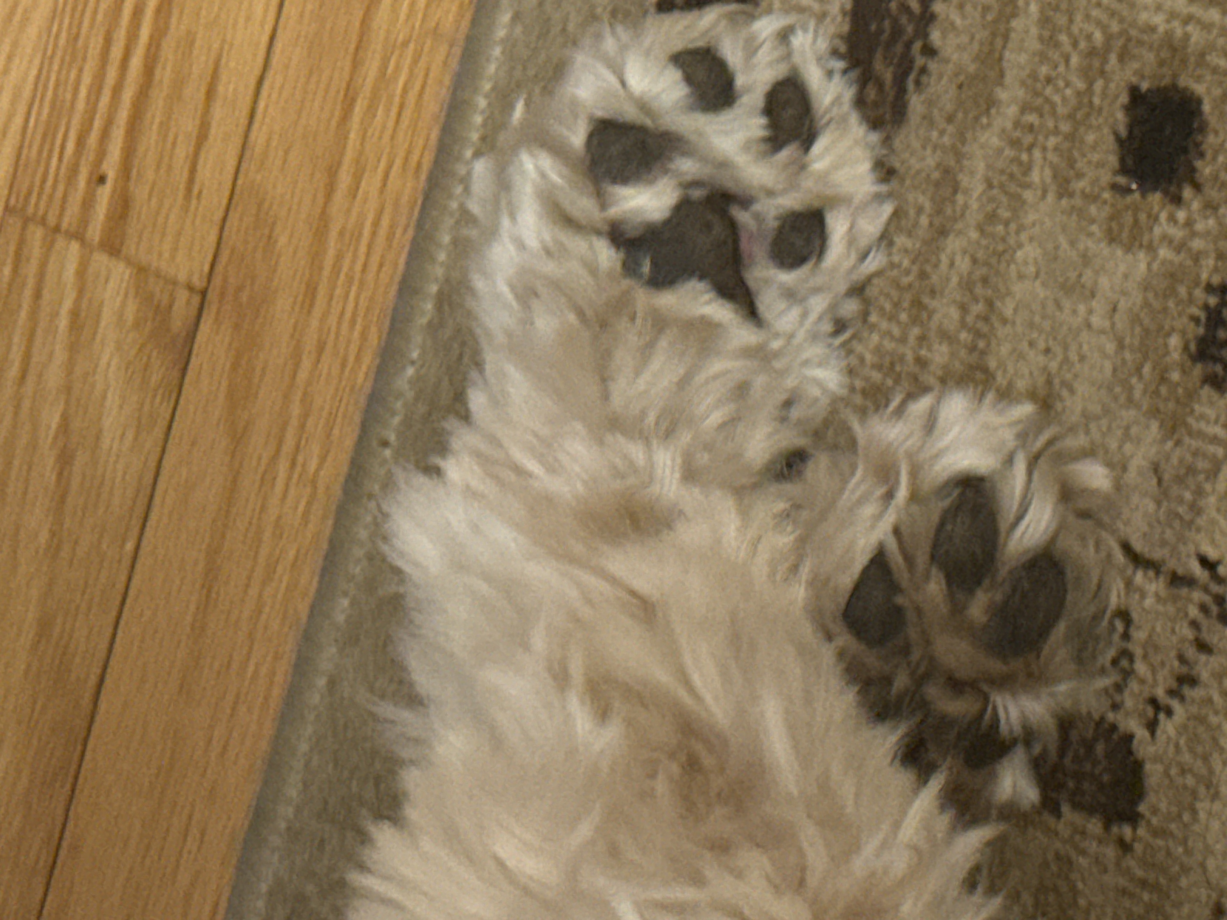 1779063867413 p639d1 IMG 3641